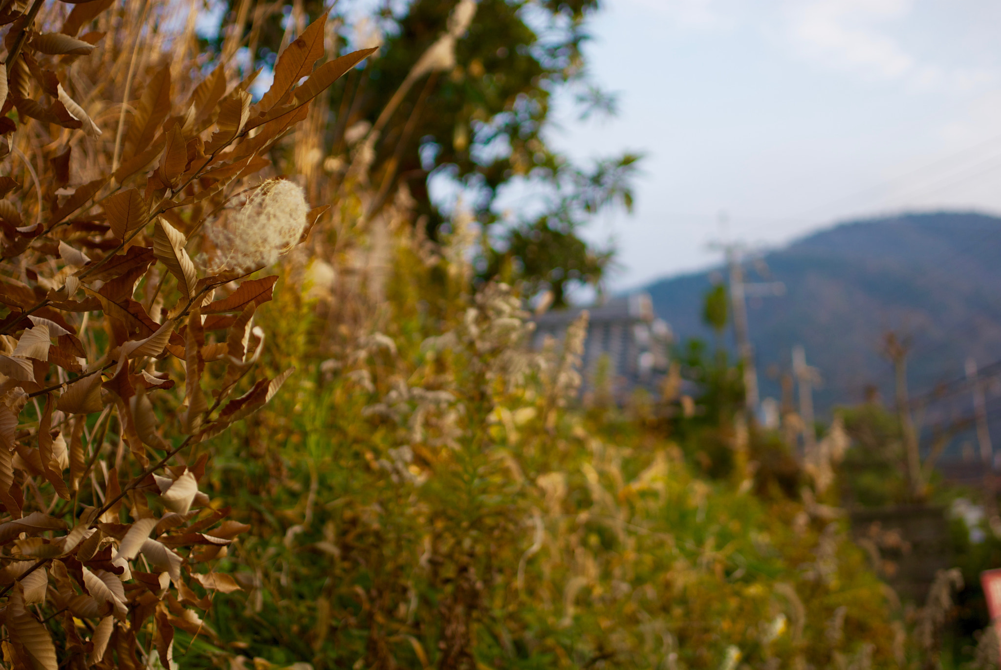 Pentax K-m (K2000) + Pentax smc DA 35mm F2.4 AL sample photo. Hometown photography