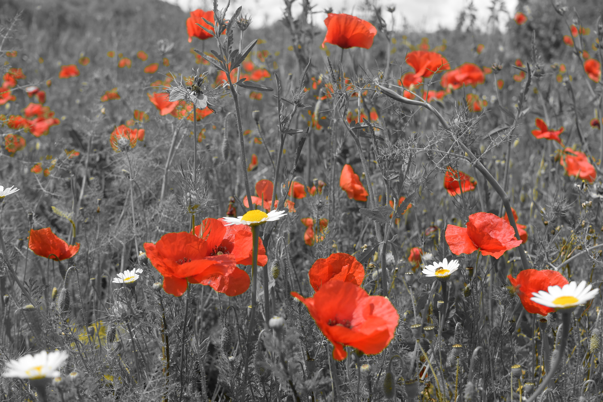 Nikon 1 J4 sample photo. Coquelicot photography