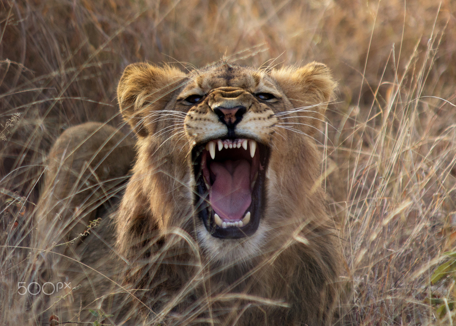 Sigma 70-200mm F2.8 EX DG OS HSM sample photo. Lion roar photography
