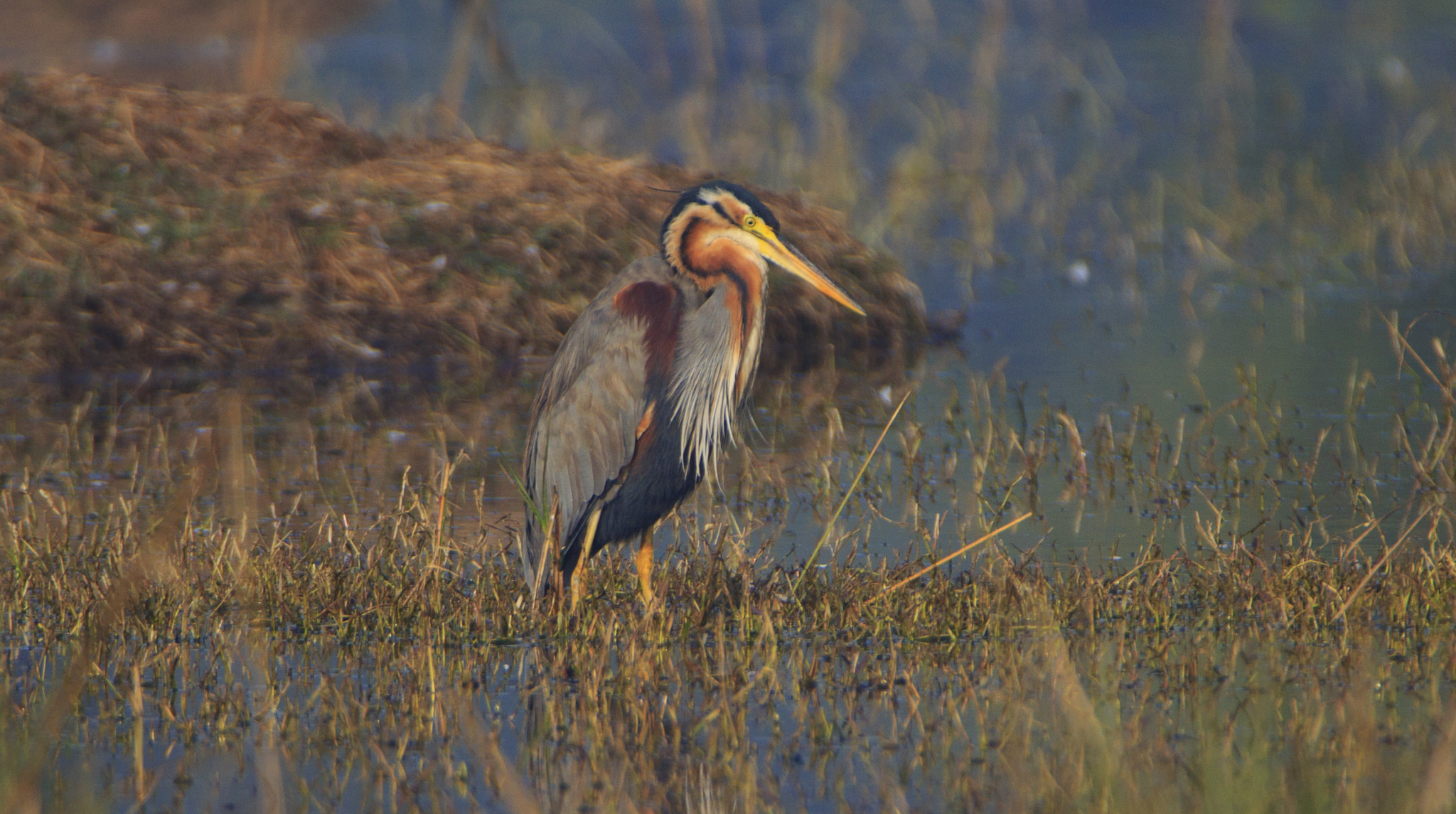 Tamron SP 150-600mm F5-6.3 Di VC USD sample photo. Focussed photography