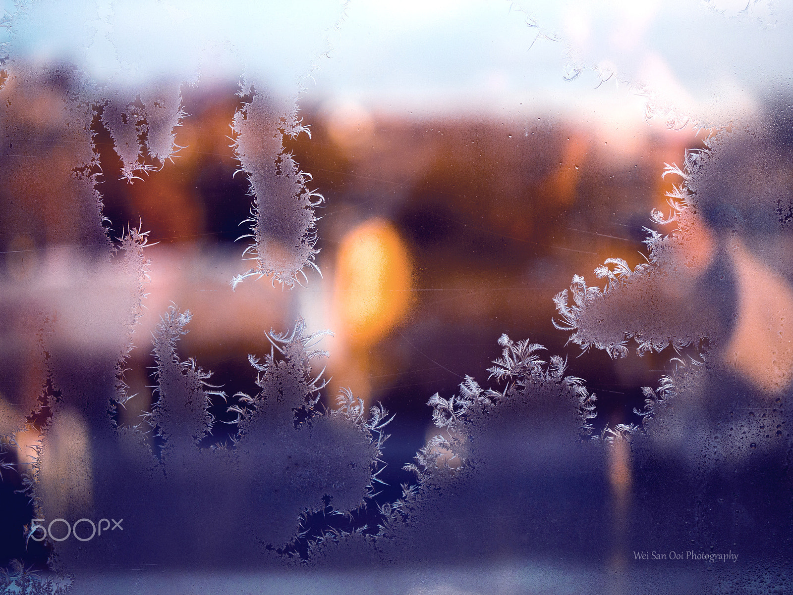 Panasonic Leica DG Macro-Elmarit 45mm F2.8 ASPH OIS sample photo. Fern frost 27 photography