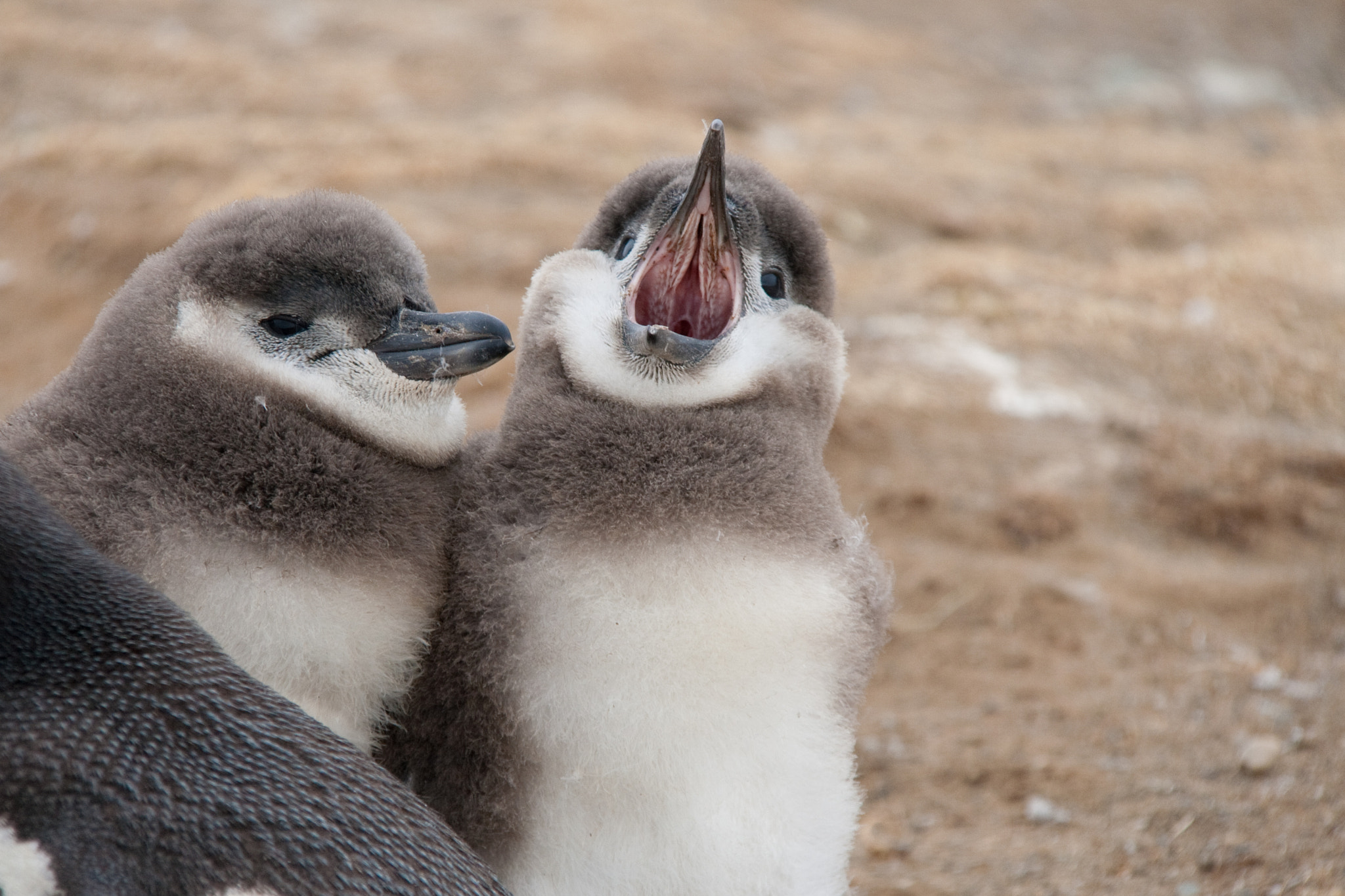 Canon EF-S 18-200mm F3.5-5.6 IS sample photo. Penguins photography