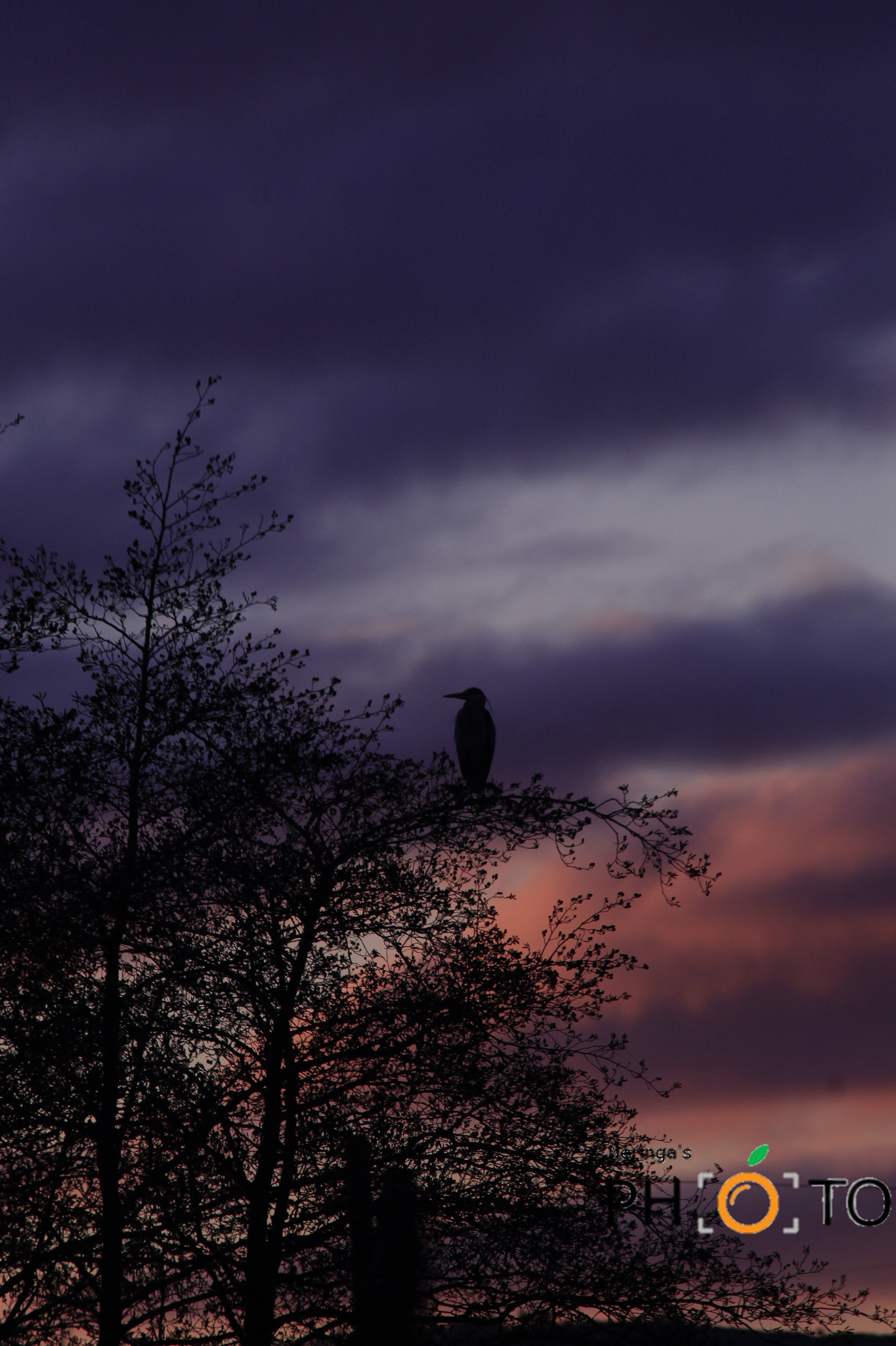 Canon EF 70-300mm F4-5.6 IS USM sample photo. Waiting photography