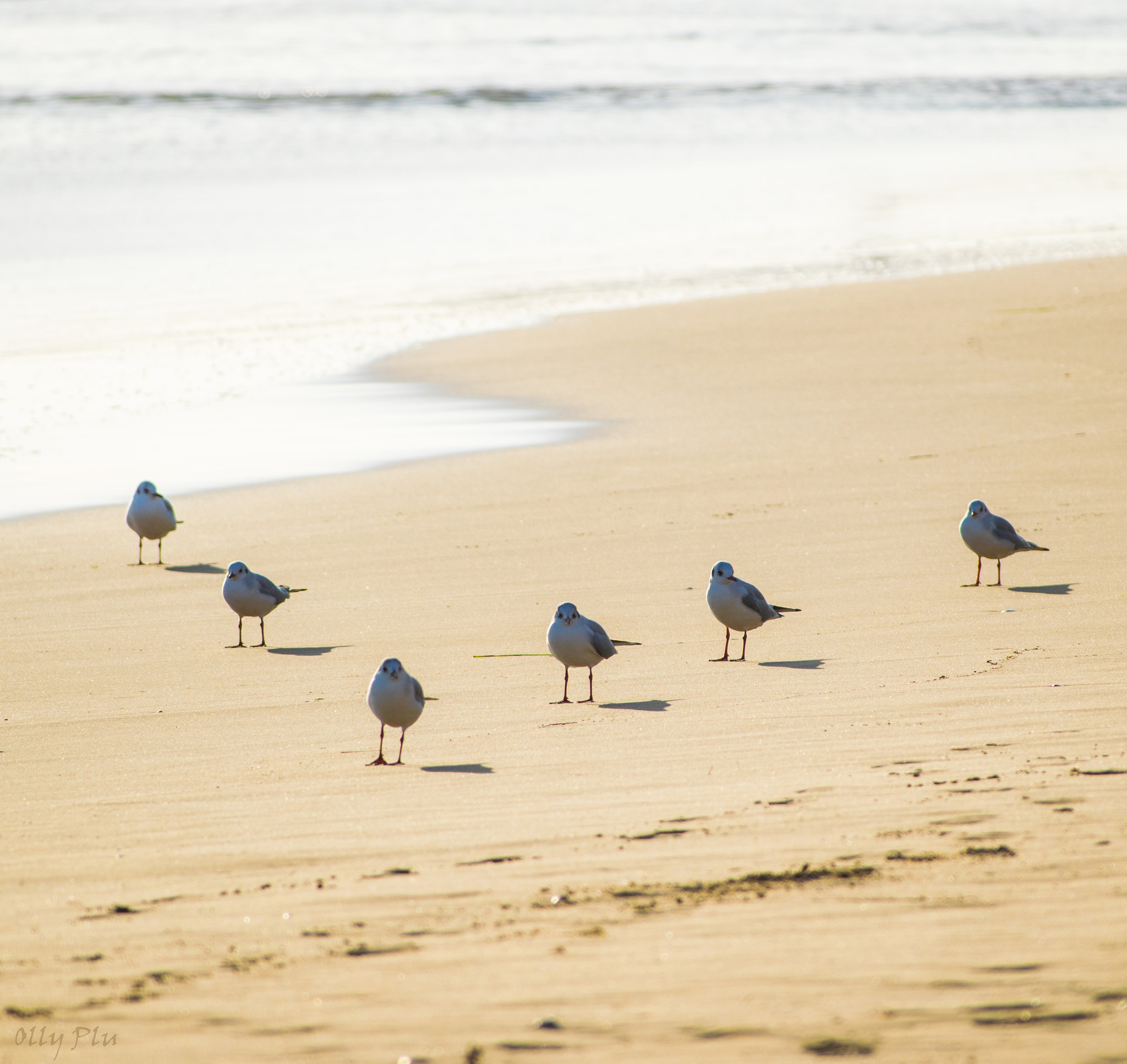 Sigma 80-400mm F4.5-5.6 EX OS sample photo. Flock of seagulls on the beach photography