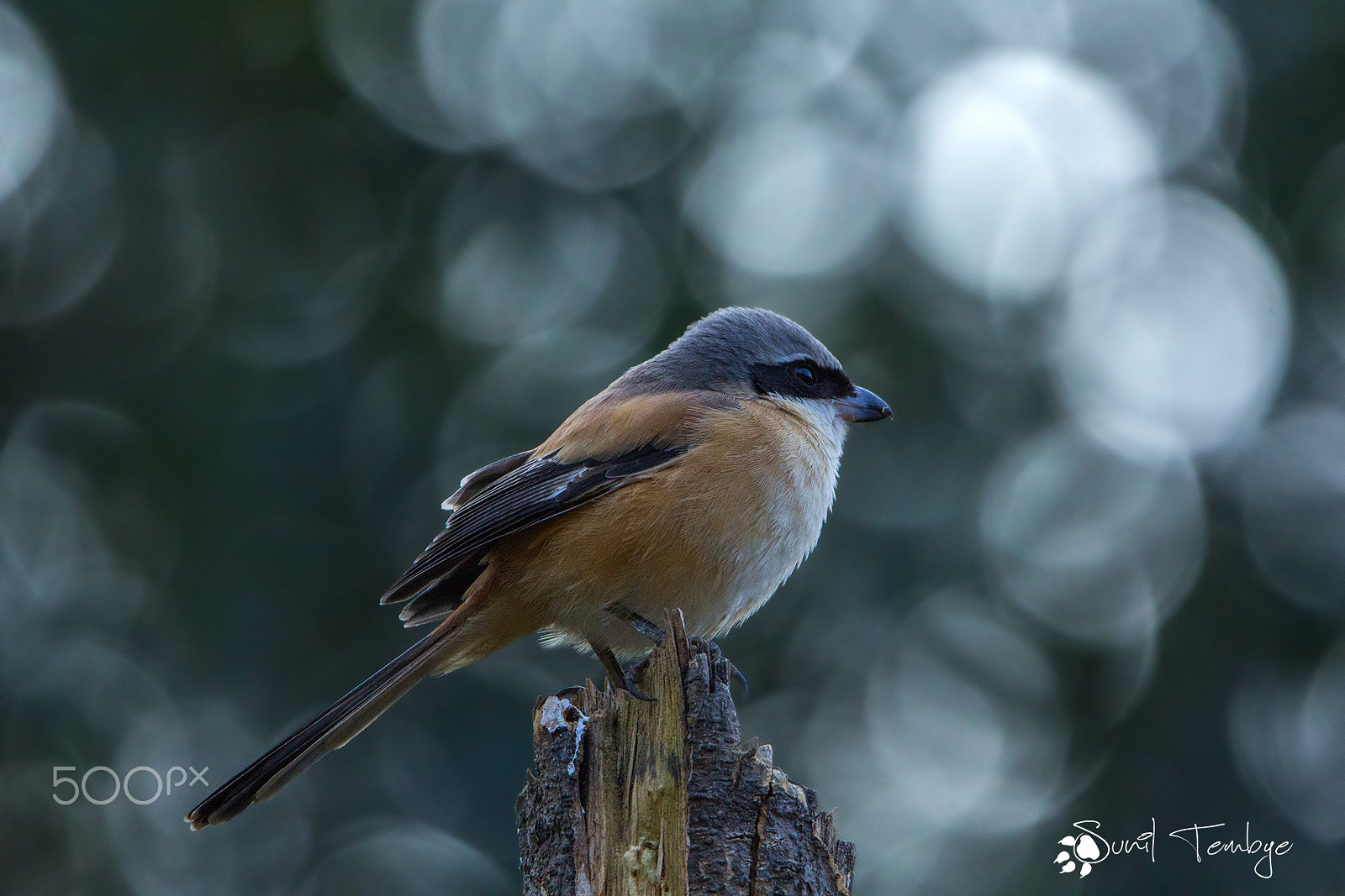 Canon EOS 60D + Tamron SP 150-600mm F5-6.3 Di VC USD sample photo. Long tailed shrike photography