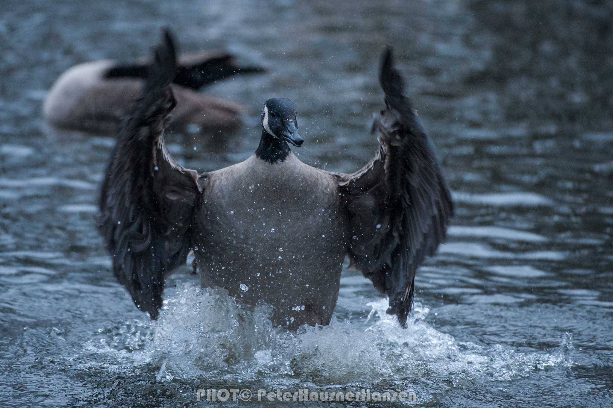 Nikon AF-S Nikkor 200-400mm F4G ED-IF VR sample photo. Duck photography