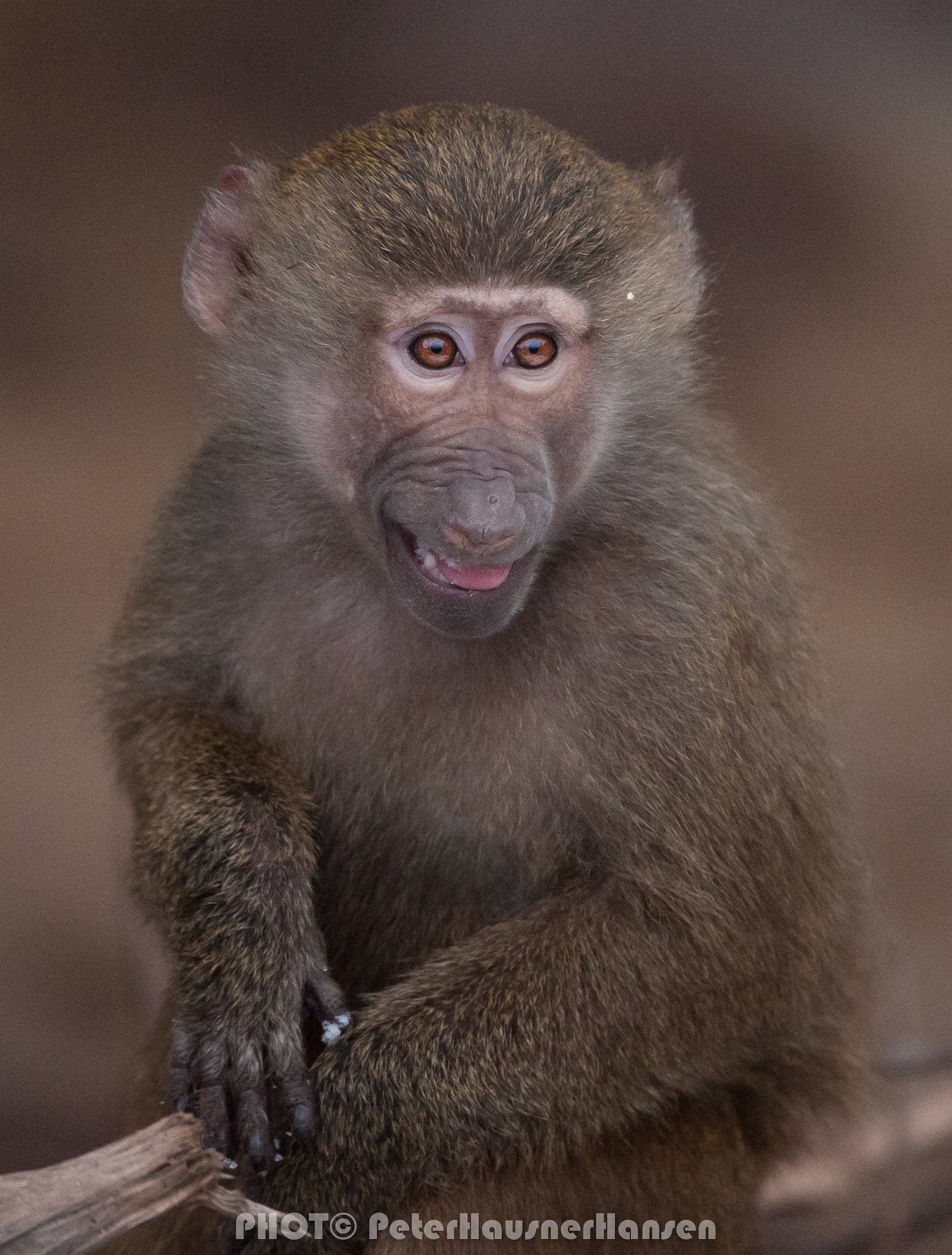 Nikon AF-S Nikkor 200-400mm F4G ED-IF VR sample photo. Baboon photography