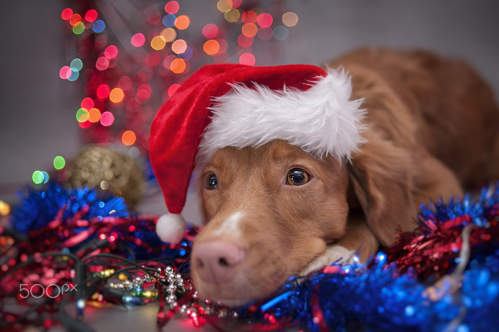 Nikon AF Nikkor 35mm F2D sample photo. Santa photography