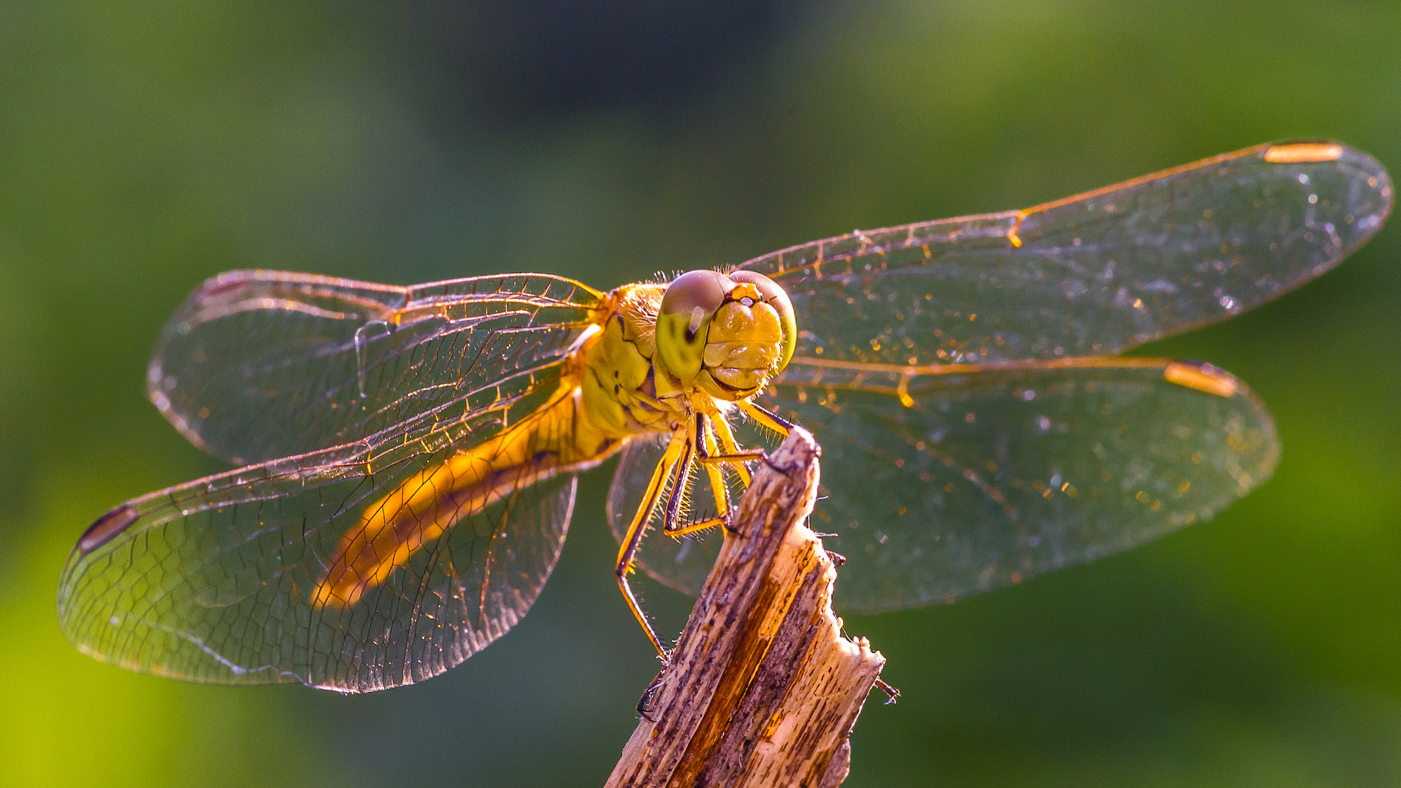 Pentax smc D-FA 100mm F2.8 Macro WR sample photo. Dragonfly photography