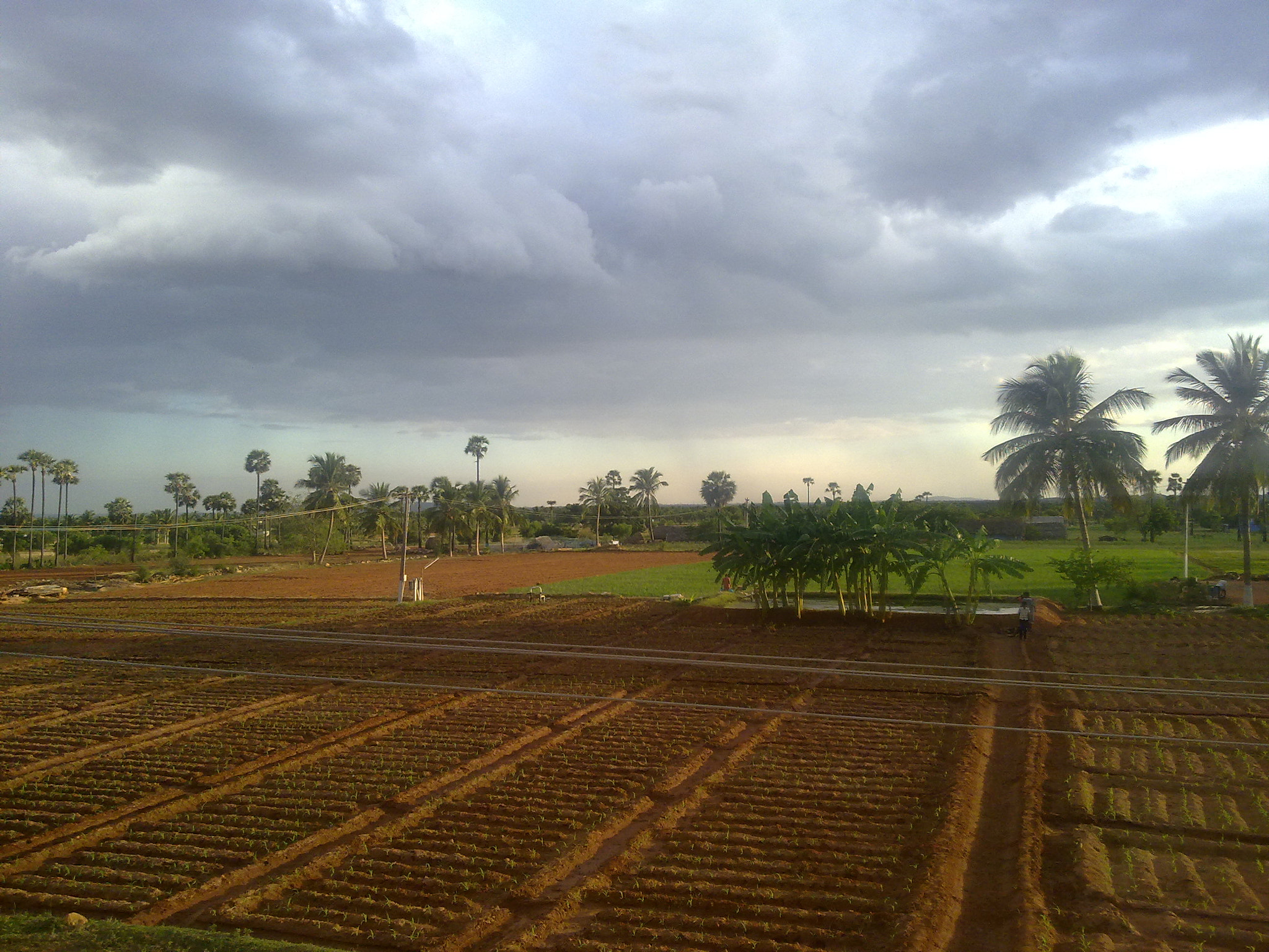 Nokia N79 sample photo. Agriculture land photography