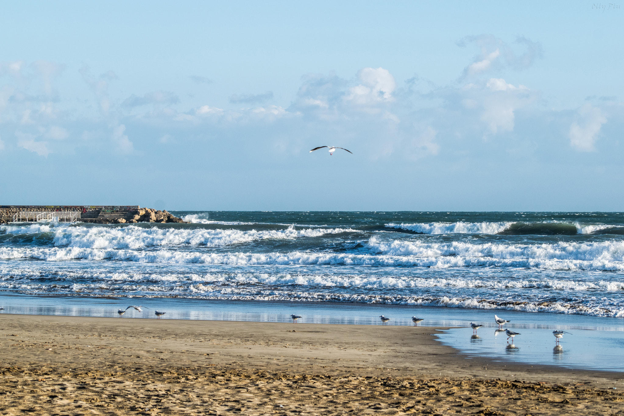 Sigma 80-400mm F4.5-5.6 EX OS sample photo. Hunting seagulls photography