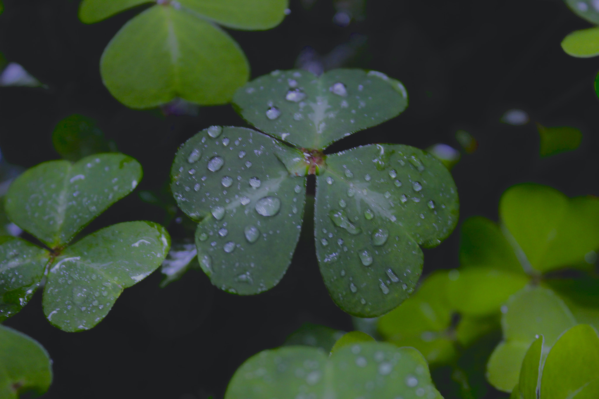Canon EF-S 18-55mm F3.5-5.6 IS sample photo. Clover in the californian redwoods photography