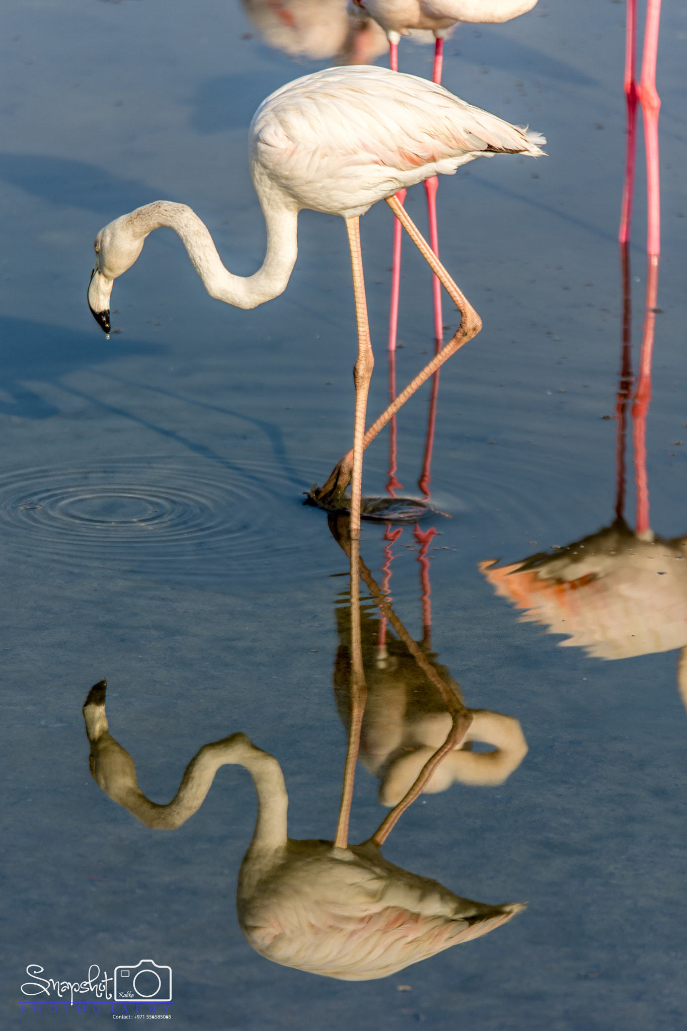 Sigma 18-200mm F3.5-6.3 DC OS HSM sample photo. Reflection photography