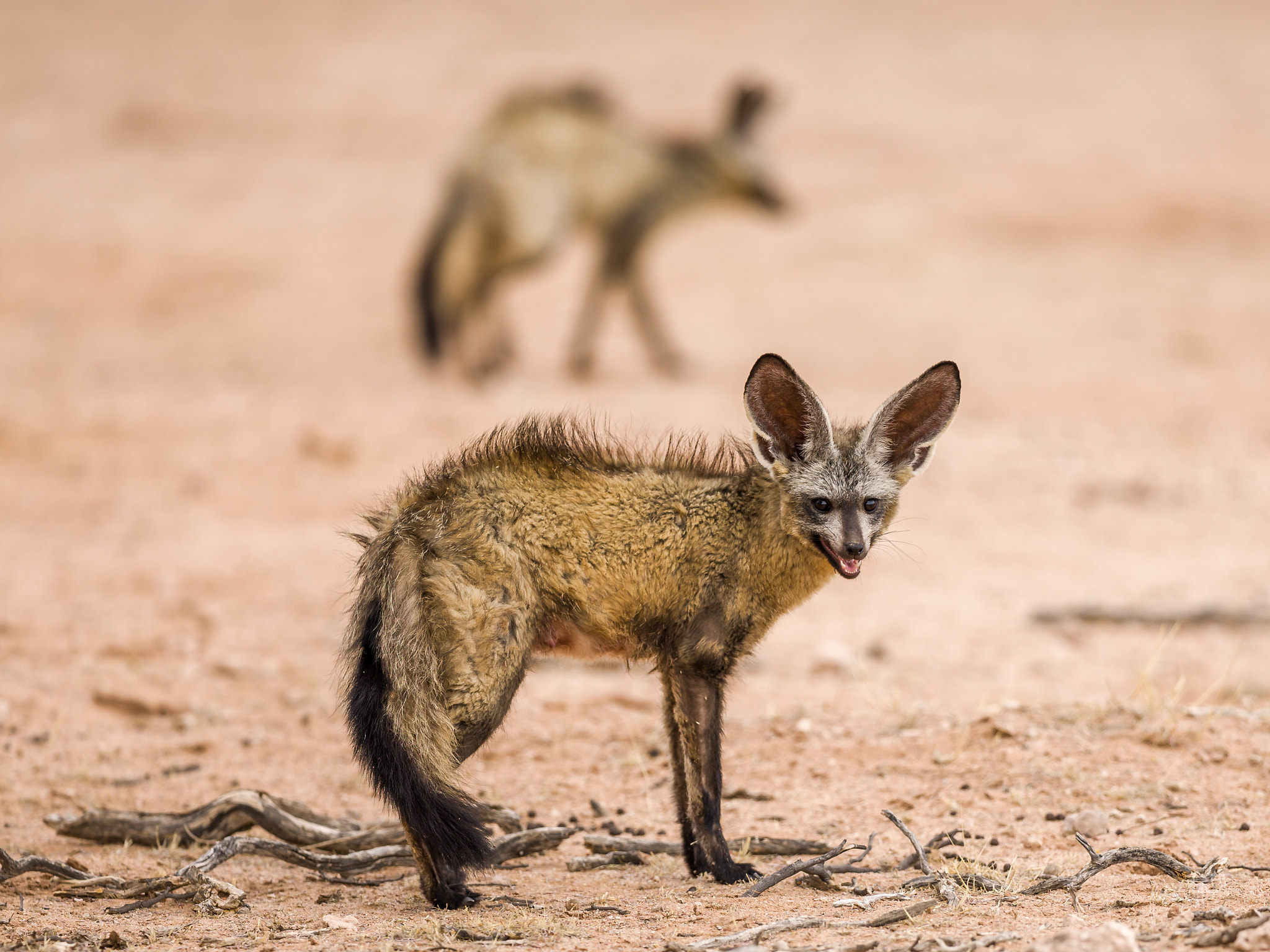 Canon EF 300mm F2.8L IS II USM sample photo. Bat eared fox couple photography