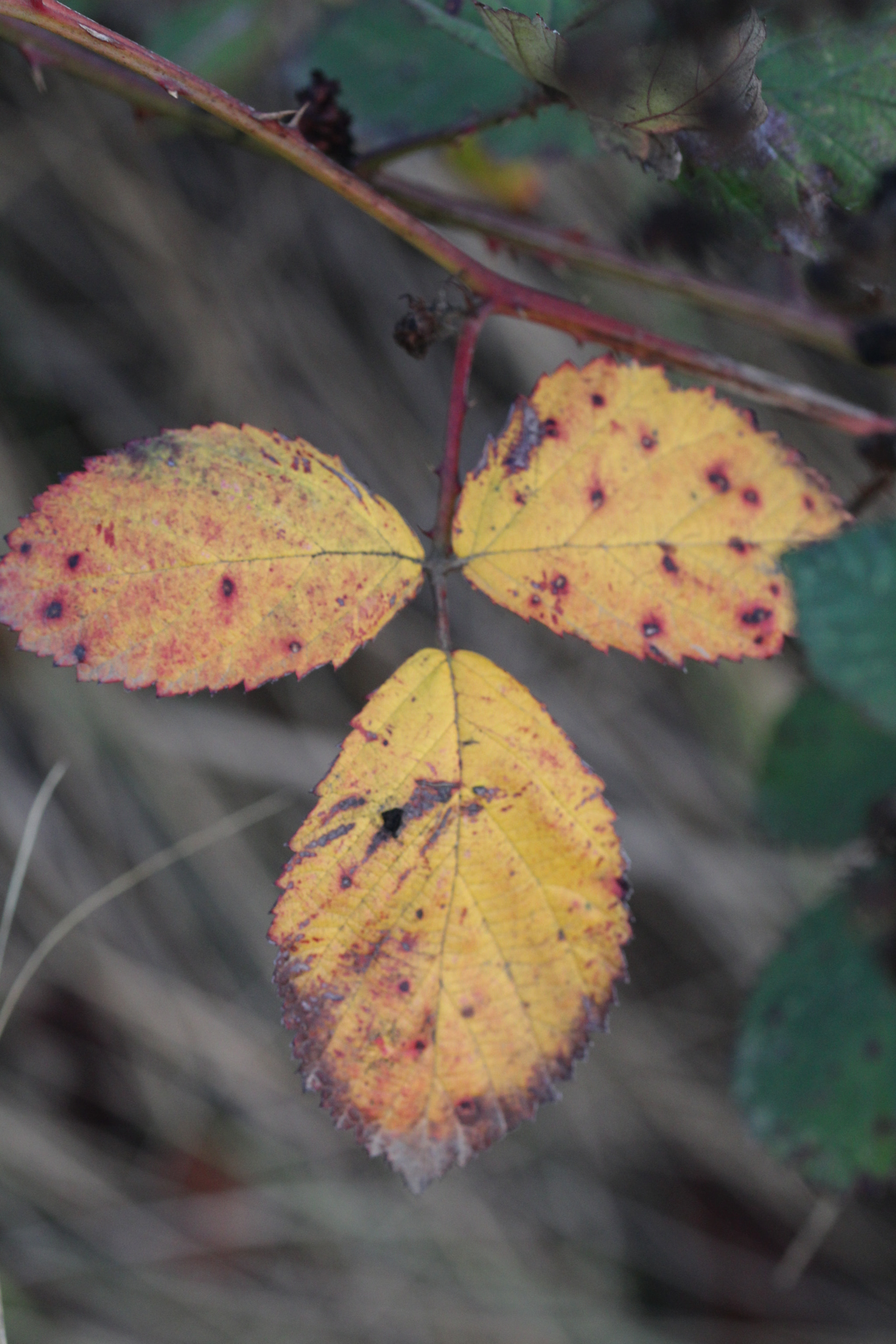 Sigma 105mm F2.8 EX DG OS HSM sample photo. Ramble through the brambles! photography