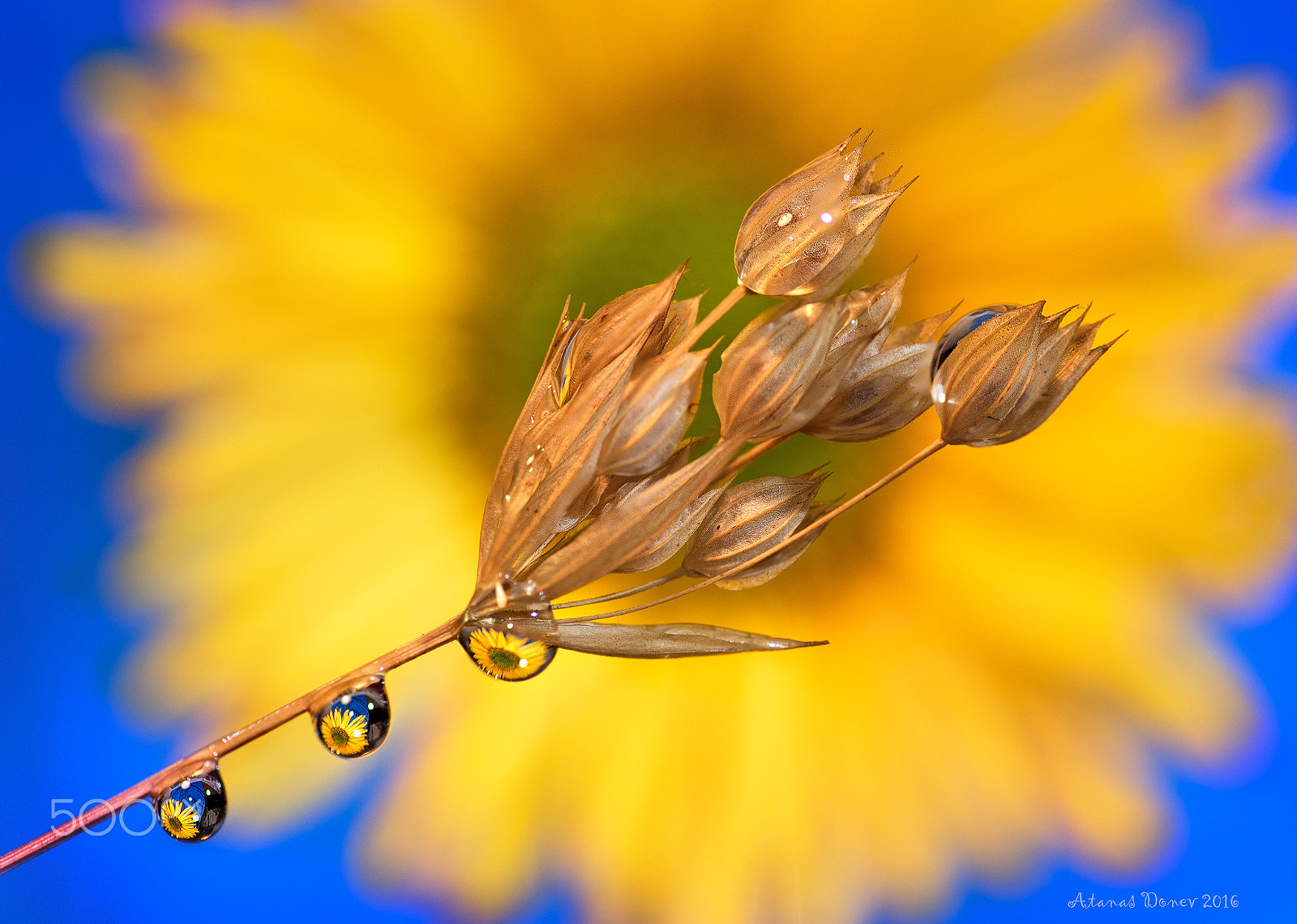 Tokina AT-X Pro 100mm F2.8 Macro sample photo. Untitledobrfb photography