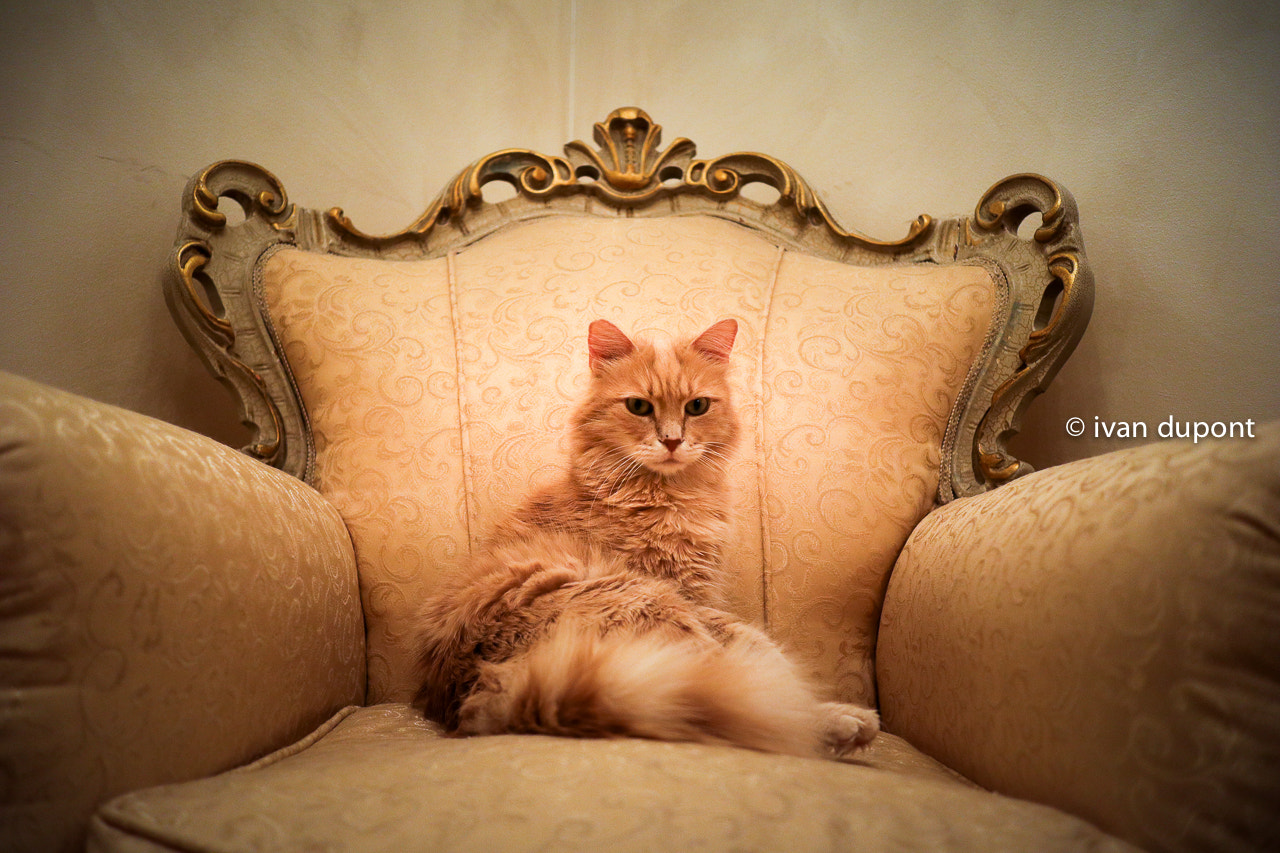 Canon EF-M 22mm F2 STM sample photo. Valentino, il gatto, trieste, italy photography