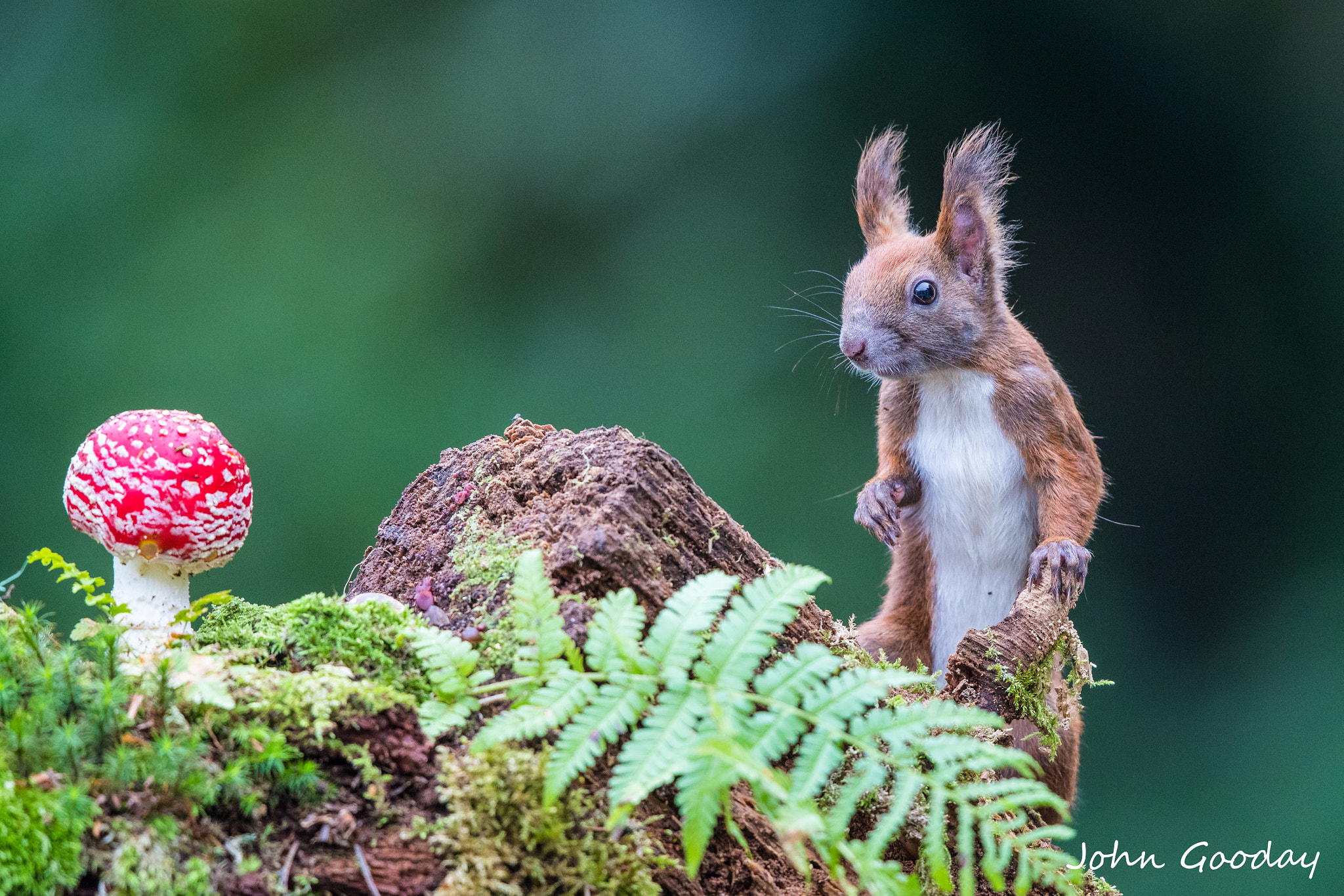 Canon EF 500mm F4L IS II USM sample photo. Forest floor explorer photography