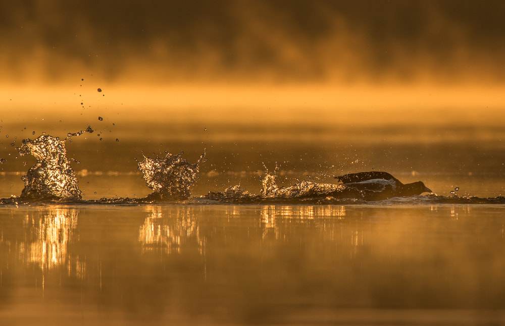 Nikon D600 sample photo. Eurasian coot photography