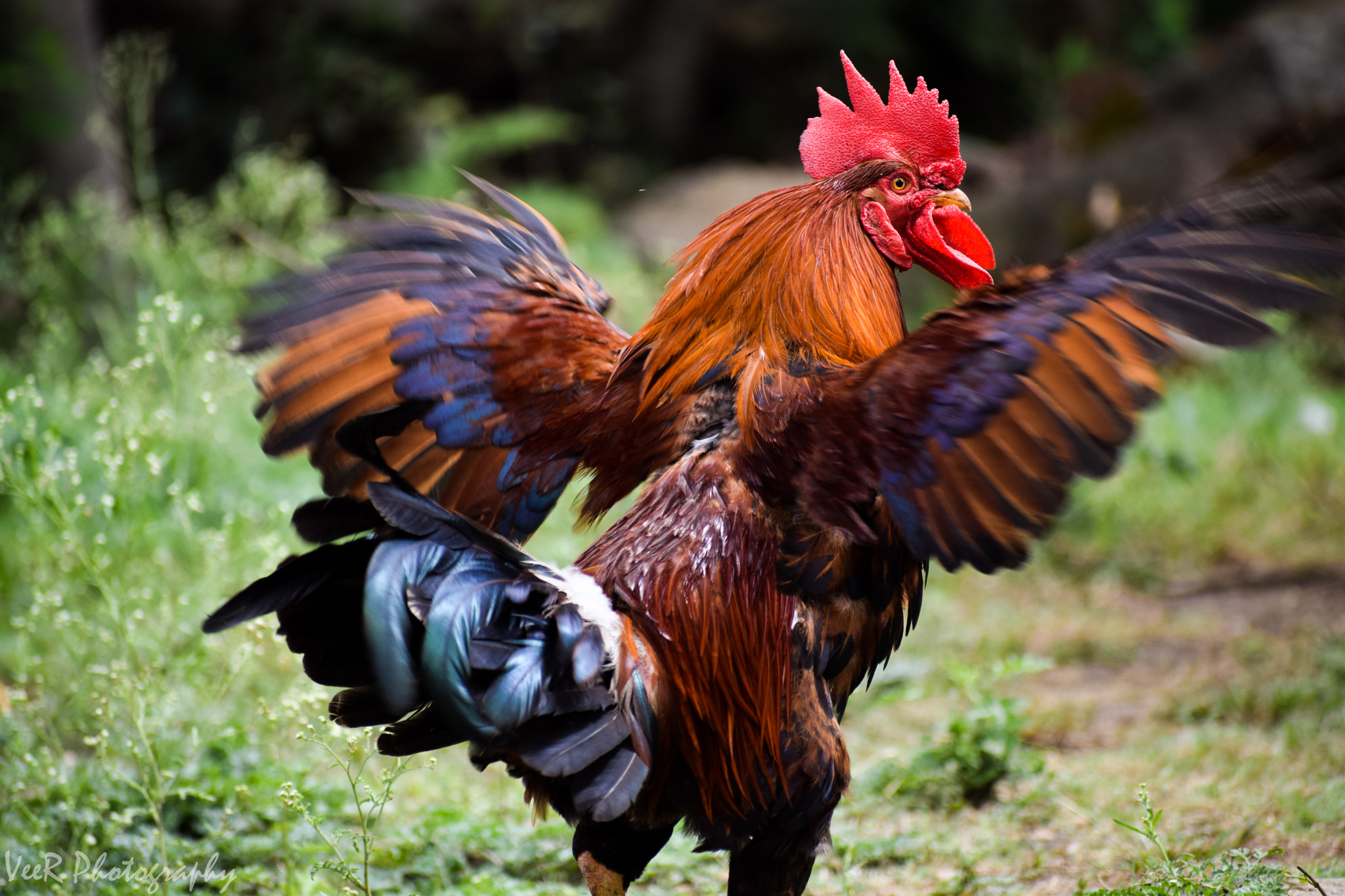 Nikon D5300 + Sigma 70-300mm F4-5.6 DG OS sample photo. Spread wings.. photography