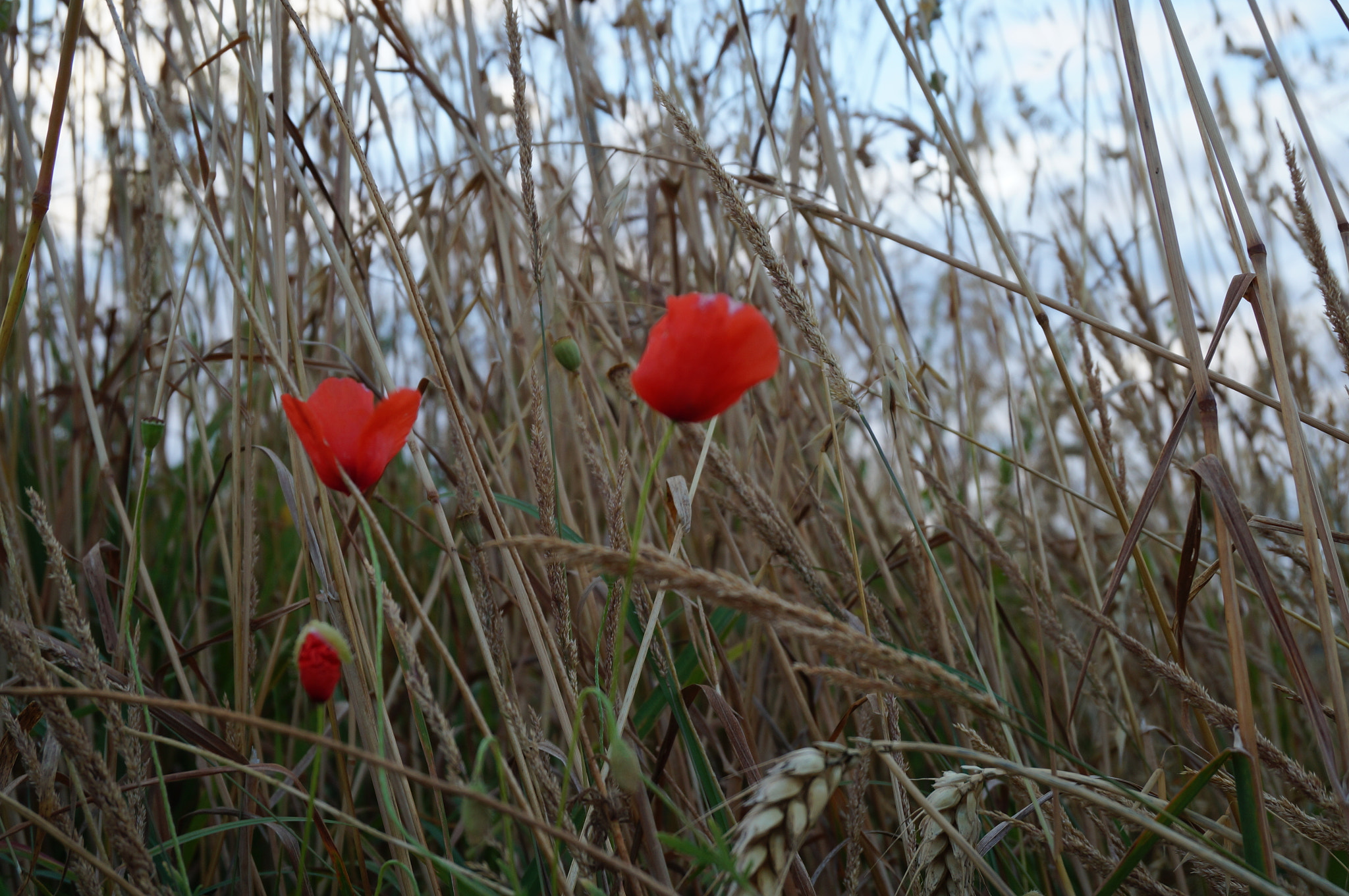 Sony Alpha NEX-3N + Sony E 18-50mm F4-5.6 sample photo. Herbes et fleurs sauvages photography