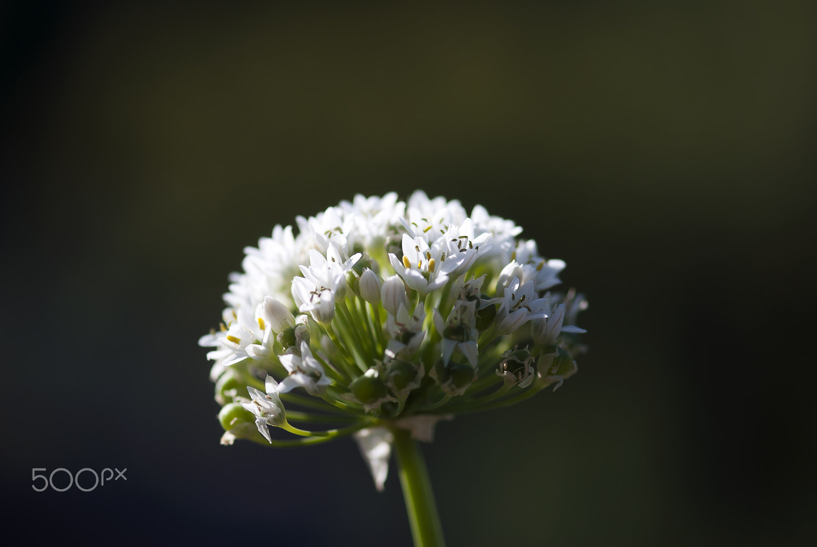 Nikon AF-S Micro-Nikkor 105mm F2.8G IF-ED VR sample photo. Allium glow photography