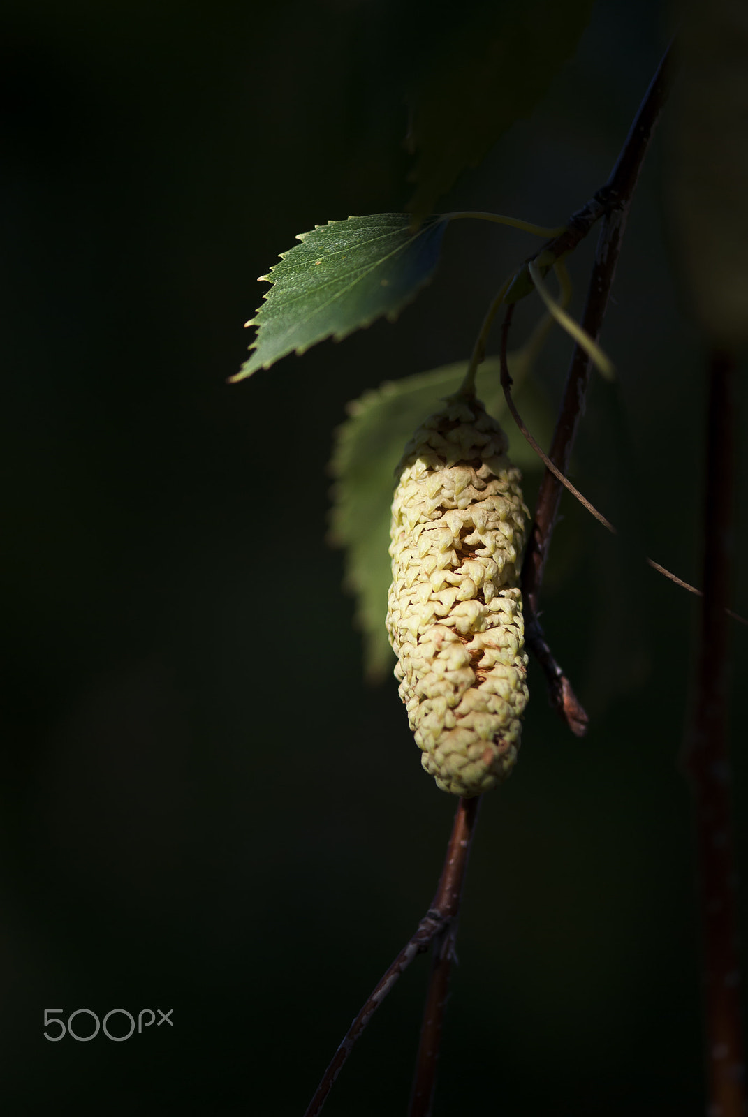 Nikon AF-S Micro-Nikkor 105mm F2.8G IF-ED VR sample photo. Birch cone photography