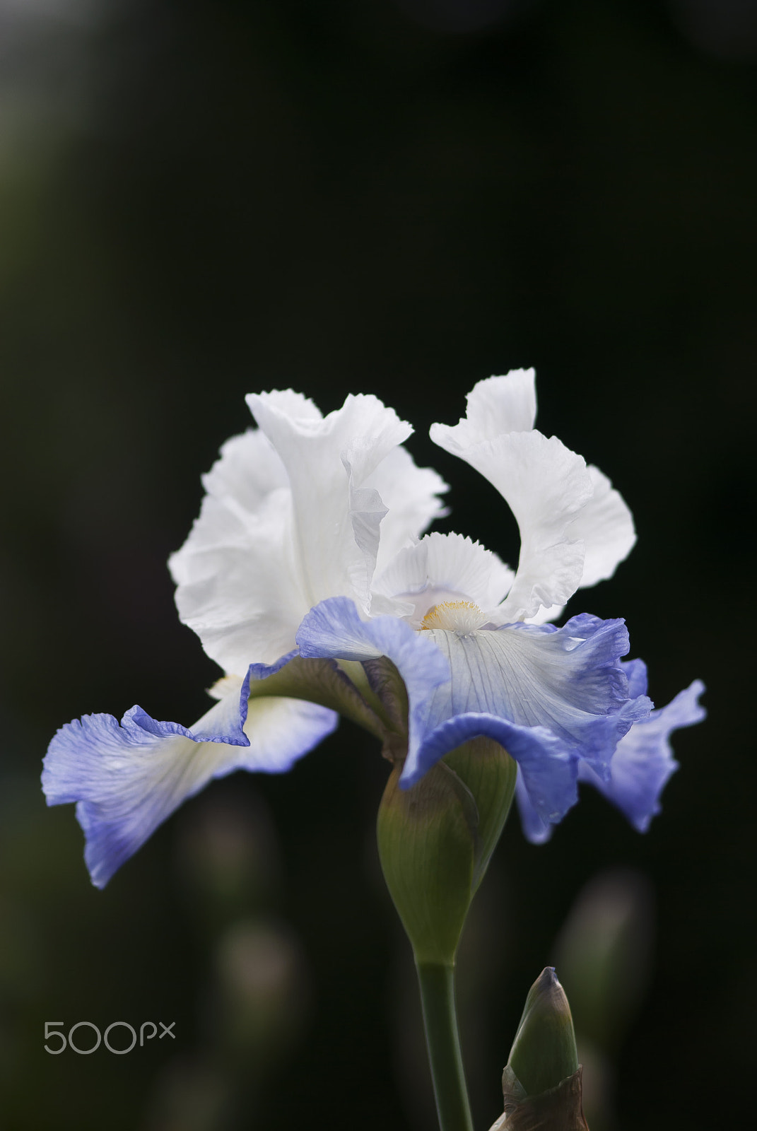 Nikon AF-S Micro-Nikkor 105mm F2.8G IF-ED VR sample photo. Blue and white iris photography