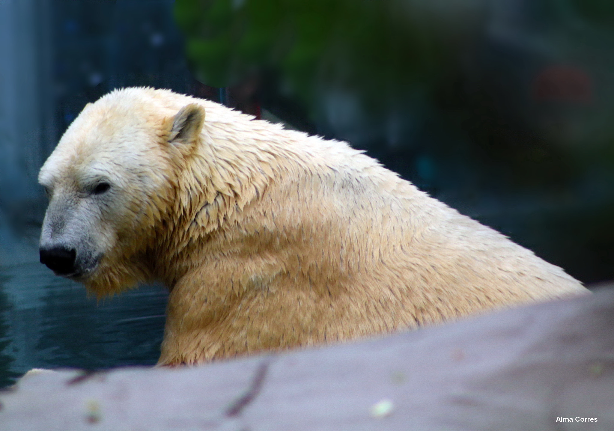 Canon EF 75-300mm f/4-5.6 USM sample photo. Polar bear photography