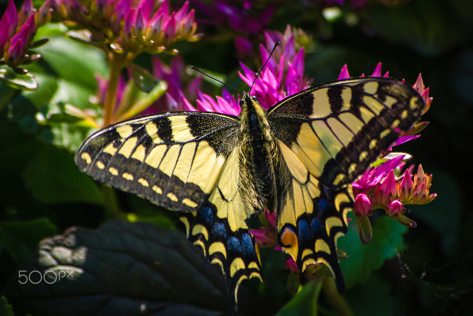 Pentax K10D sample photo. Papilio machaon photography