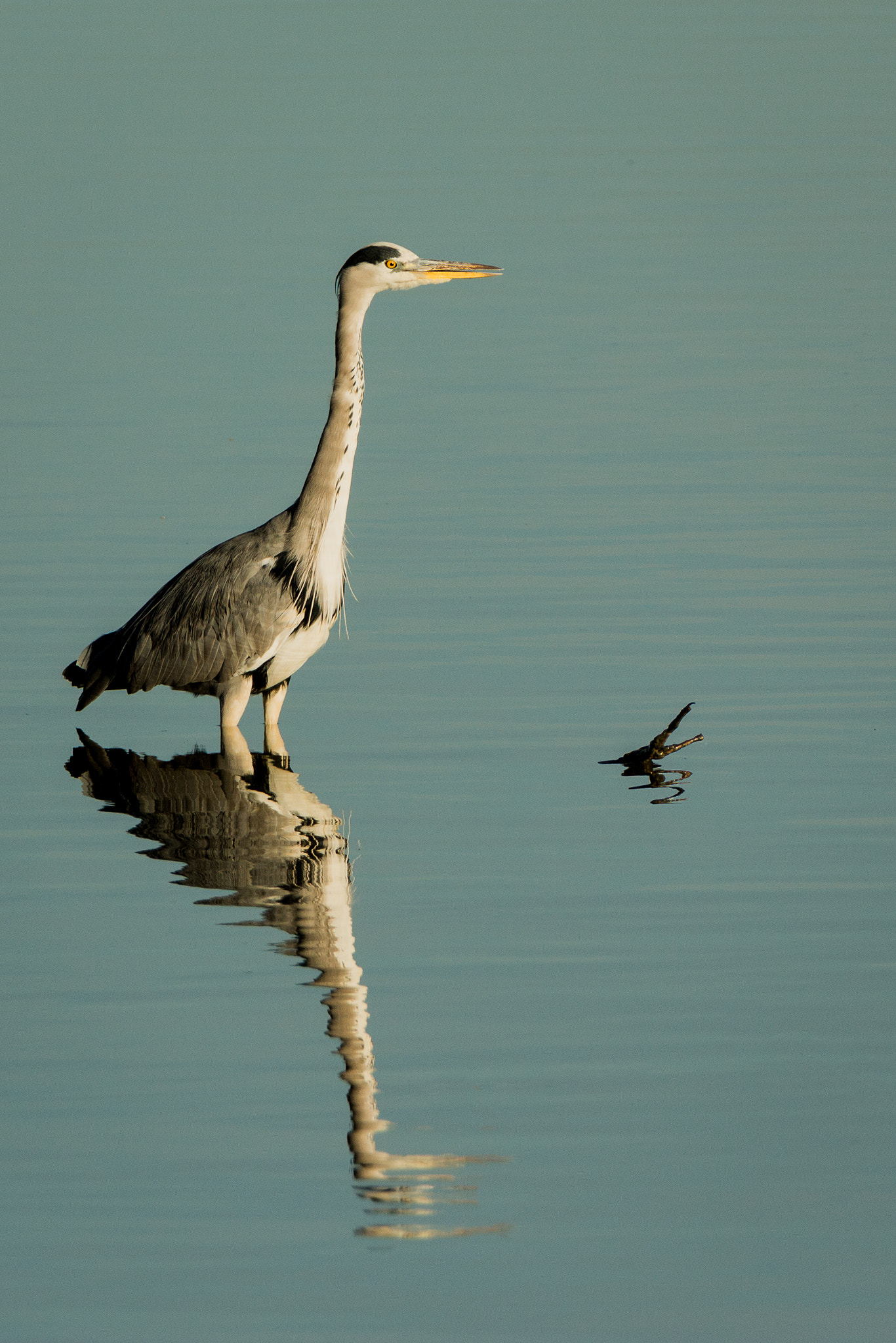Tamron SP 150-600mm F5-6.3 Di VC USD sample photo. Héron cendré photography