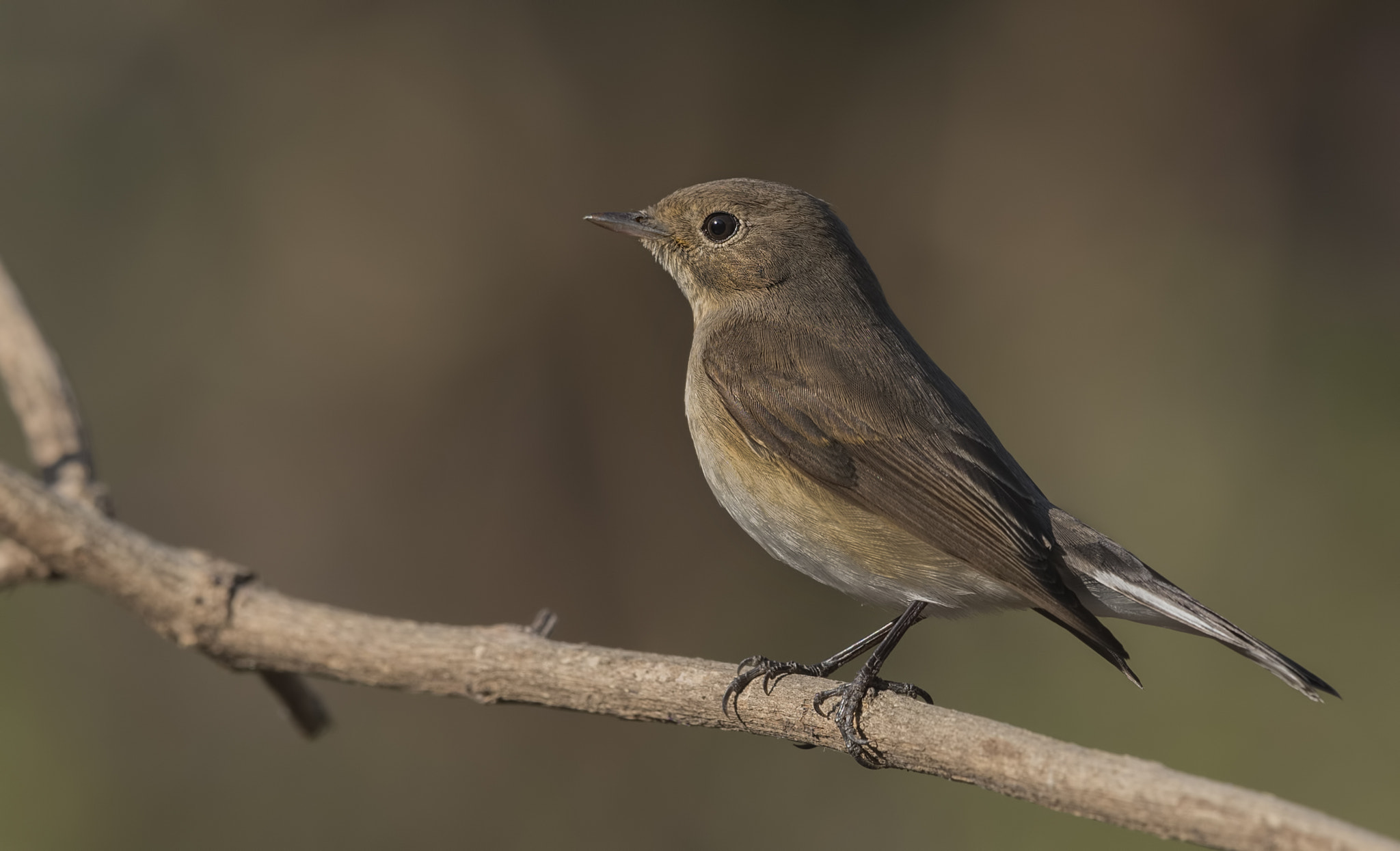 Nikon D750 + Nikon AF-S Nikkor 500mm F4G ED VR sample photo. Red breasted flycatcher photography