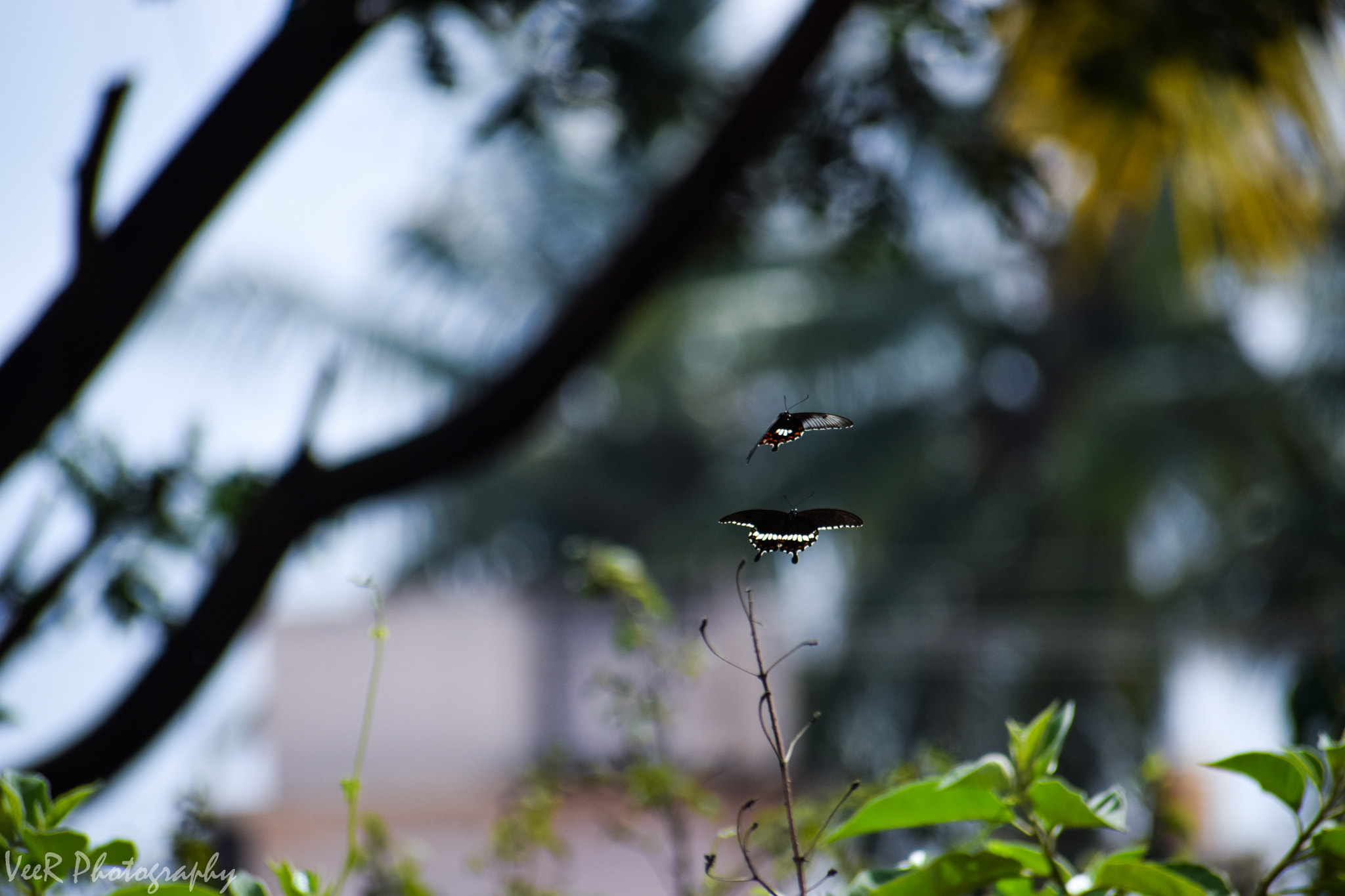 Nikon D5300 + Sigma 70-300mm F4-5.6 DG OS sample photo. In the air photography
