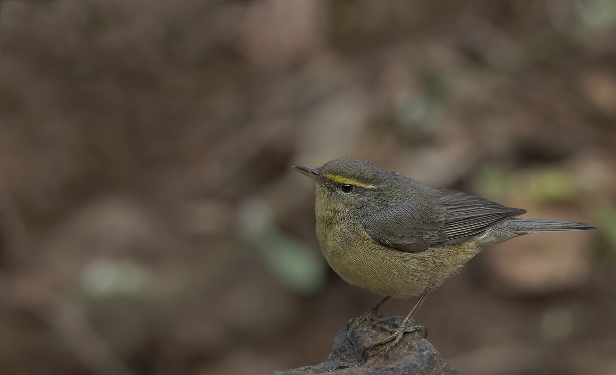 Nikon D750 + Nikon AF-S Nikkor 500mm F4G ED VR sample photo. Sulphur bellied warbler photography