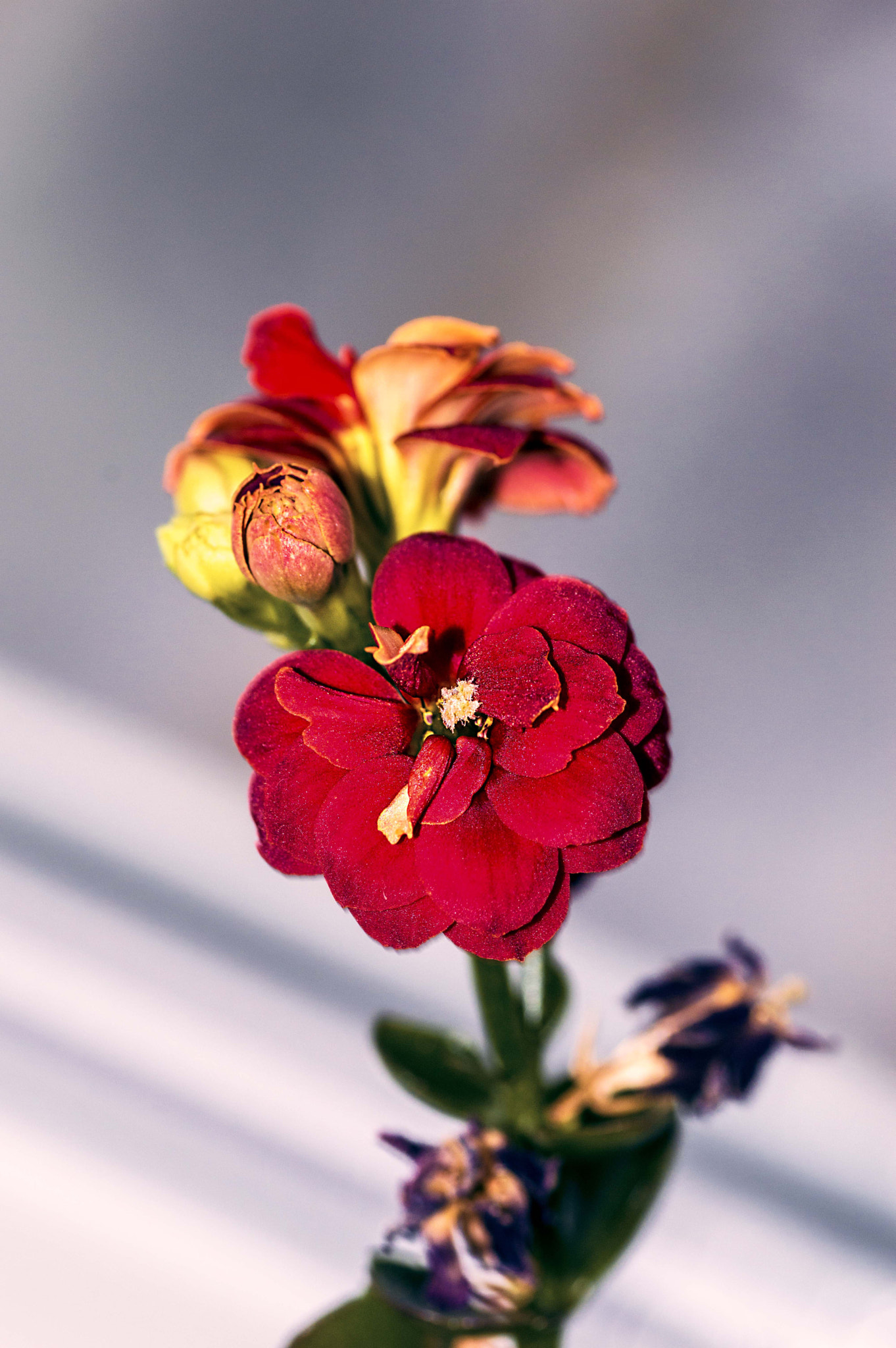 Nikon D3200 sample photo. Чуточку весны photography