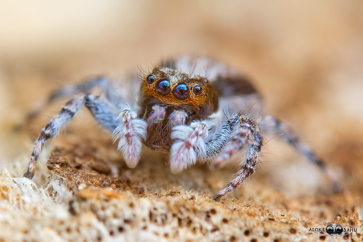 Canon MP-E 65mm F2.5 1-5x Macro Photo sample photo. Jumping spider photography