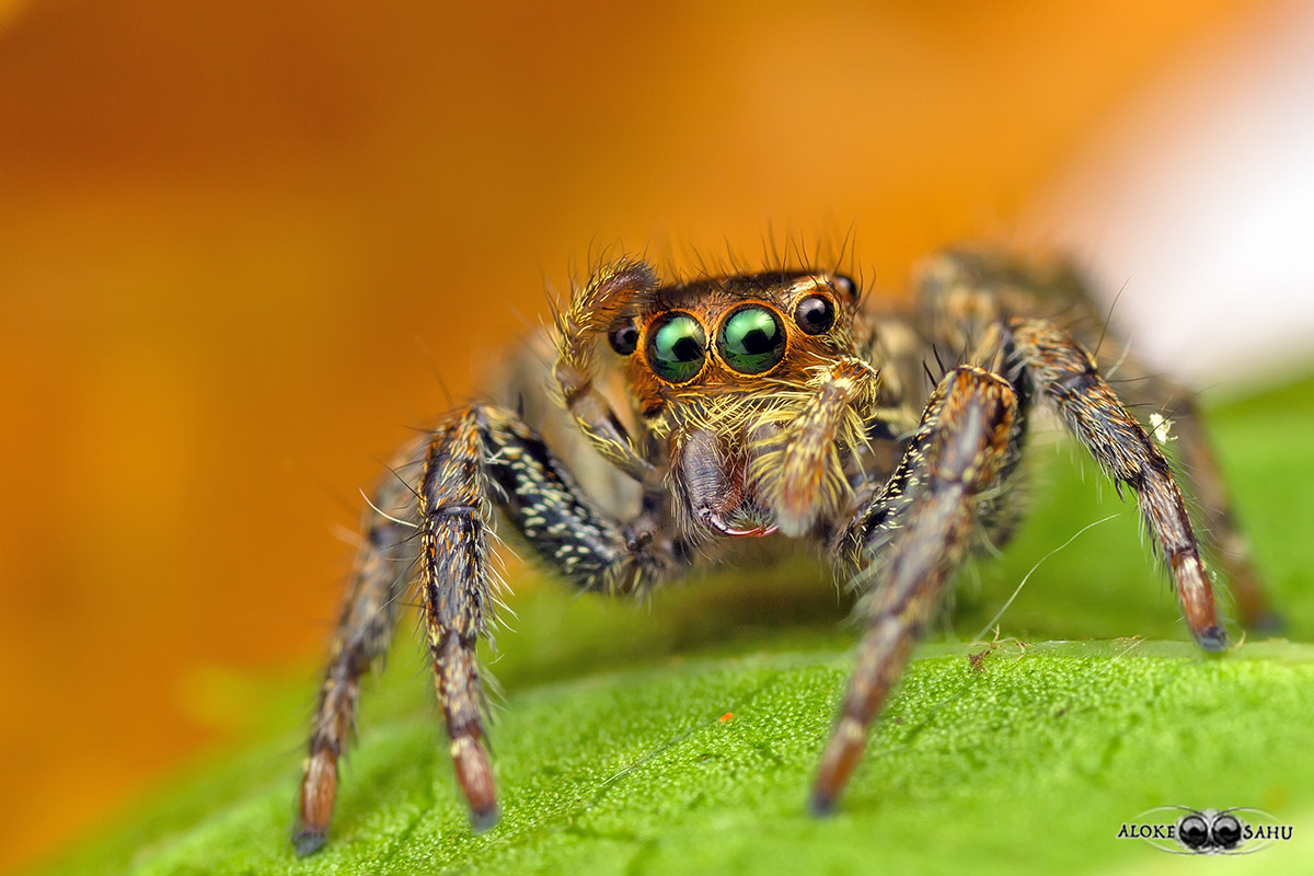 Canon MP-E 65mm F2.5 1-5x Macro Photo sample photo. Jumping spider photography