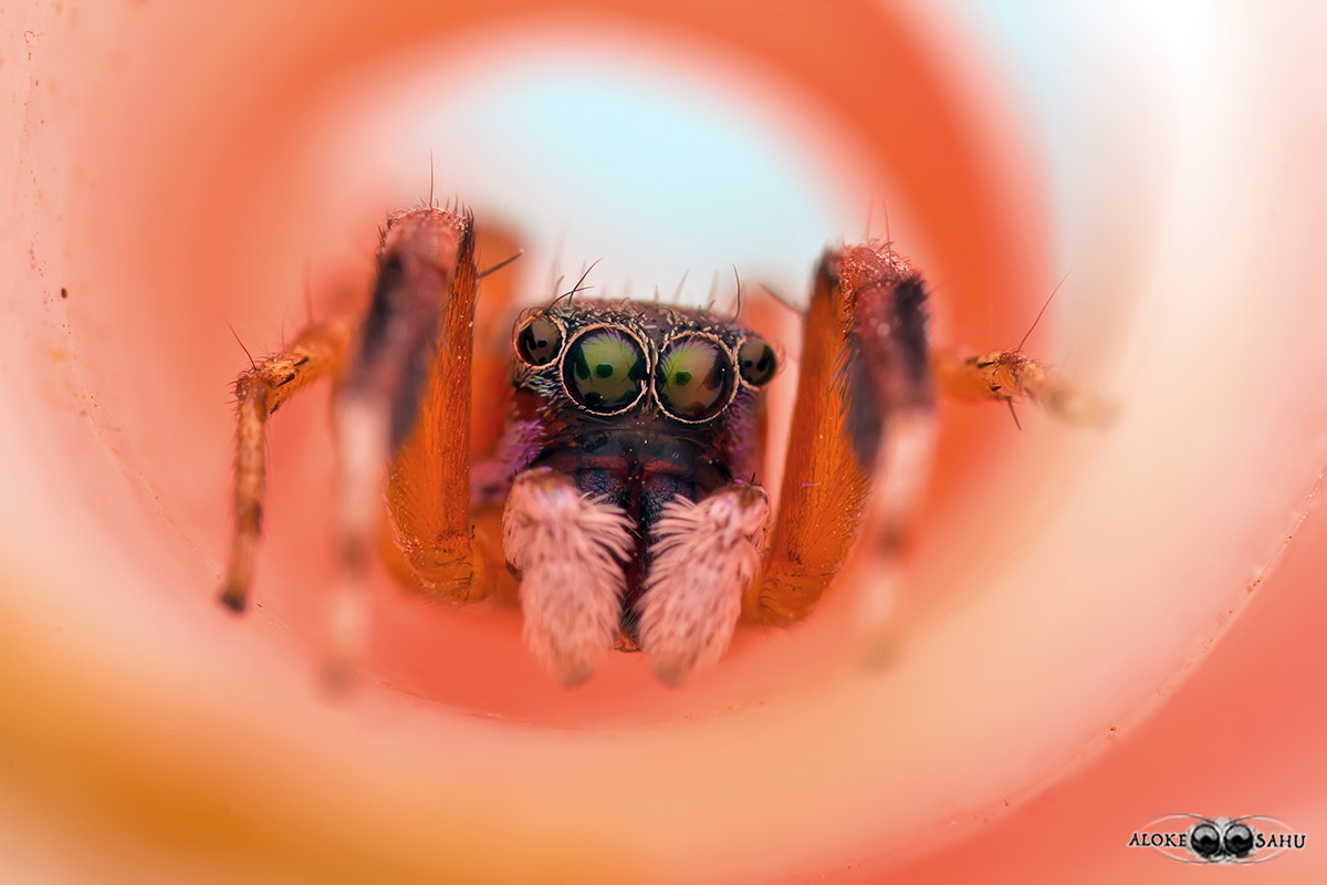 Canon MP-E 65mm F2.5 1-5x Macro Photo sample photo. Siler sp. photography