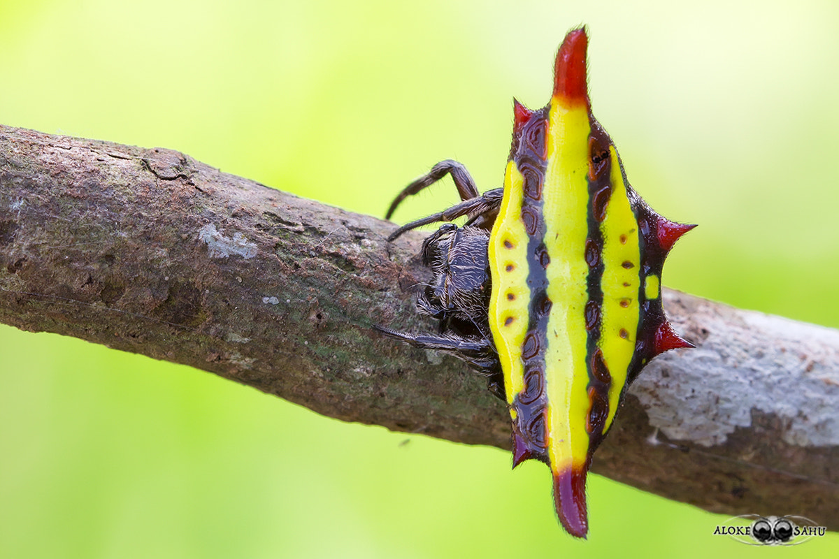 Canon MP-E 65mm F2.5 1-5x Macro Photo sample photo. Gasterocantha doriae photography