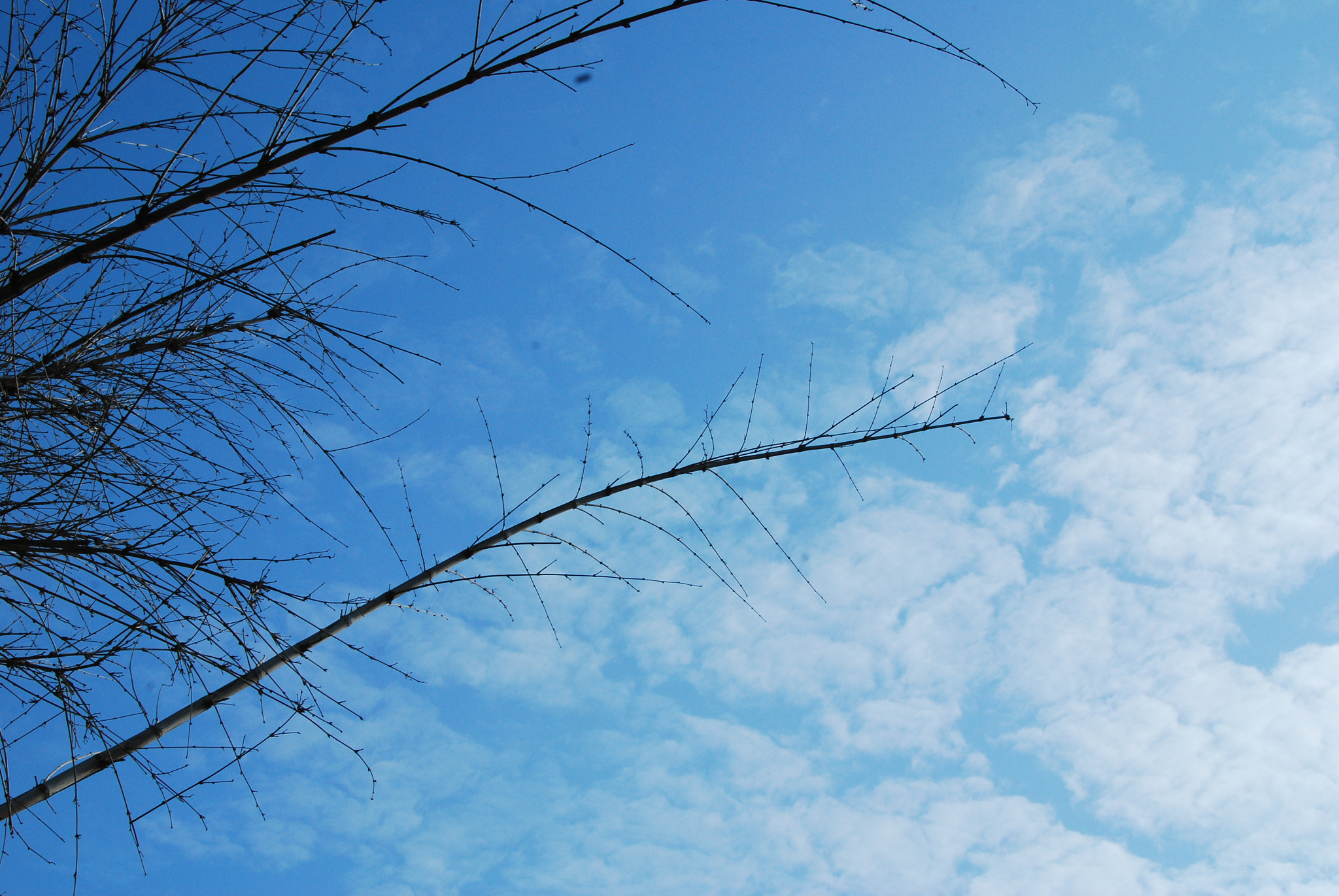 Nikon D40X sample photo. Nature photography
