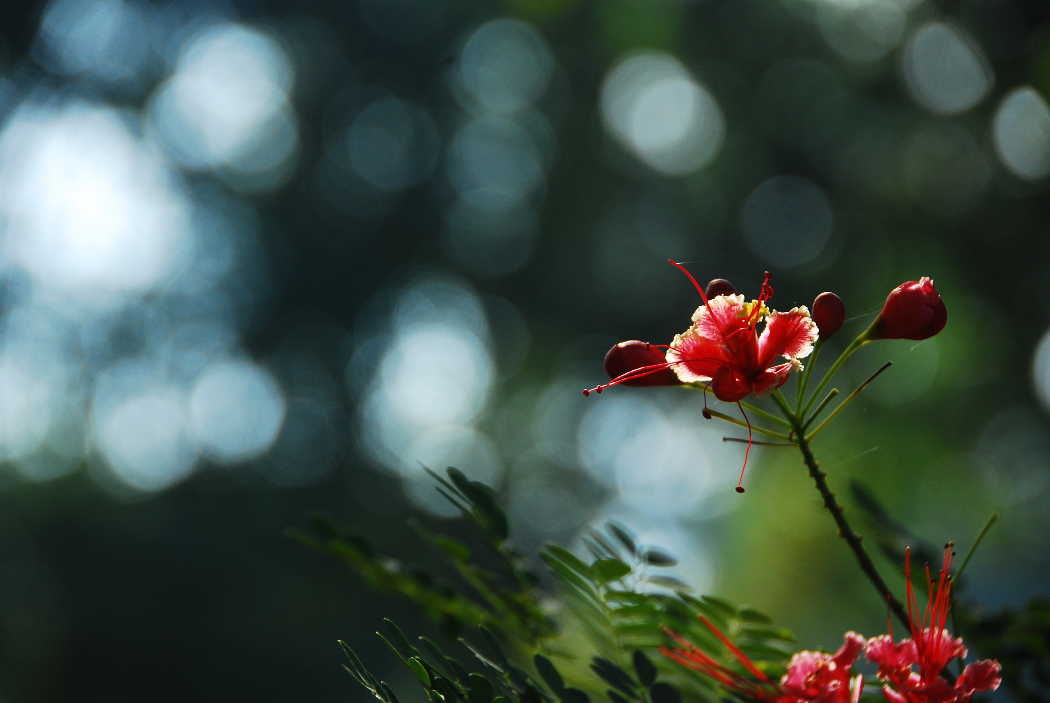 Nikon D40X sample photo. Nature photography