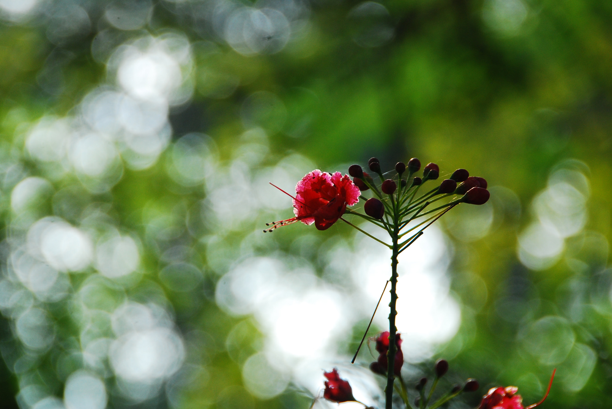 Nikon D40X sample photo. Nature photography