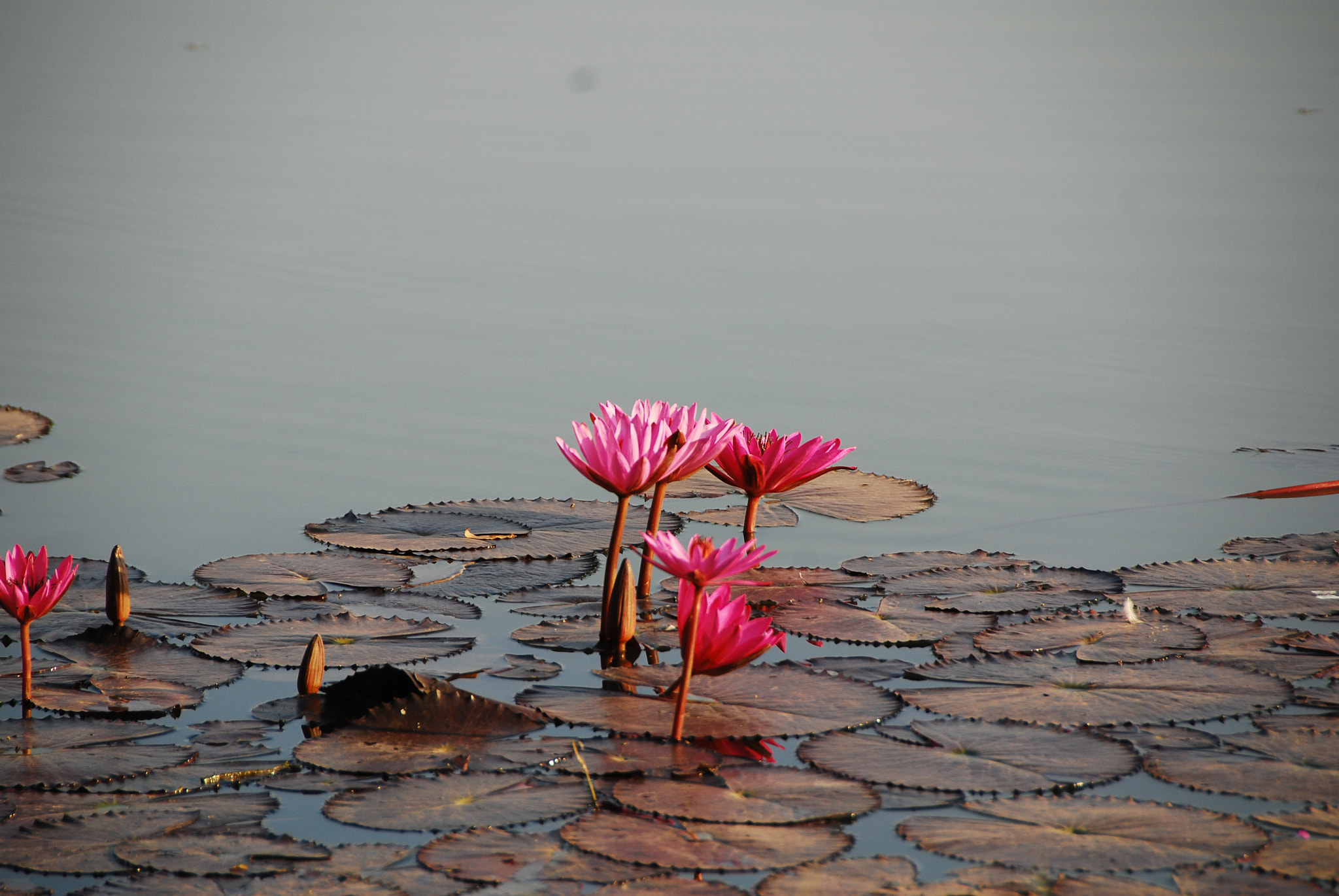 Nikon D40X sample photo. Nature photography