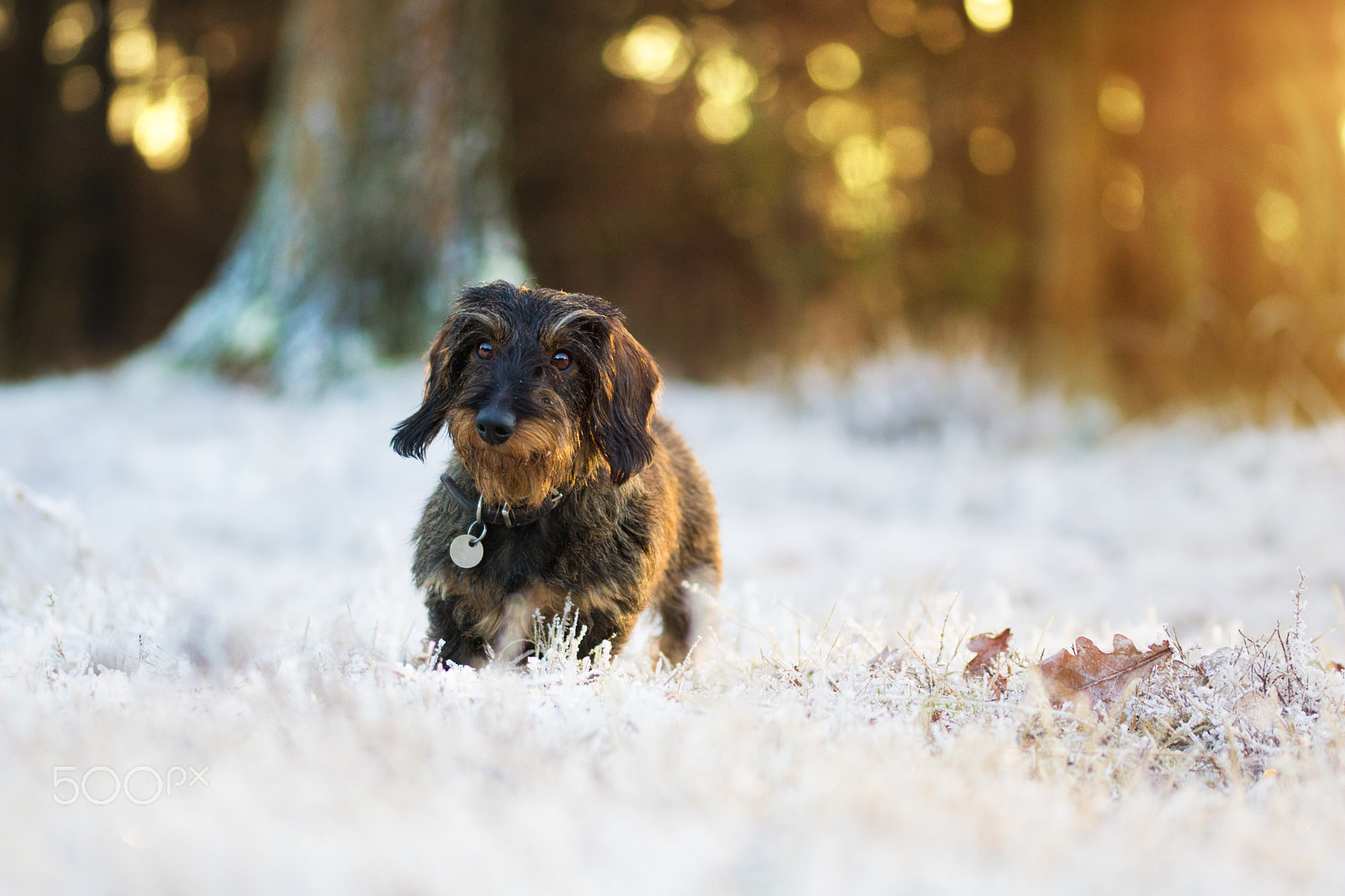 Sigma 105mm F2.8 EX DG OS HSM sample photo. Dackelschwestern photography