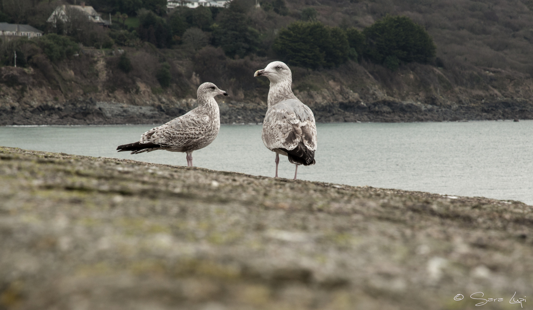 Nikon D5000 sample photo. Alert photography