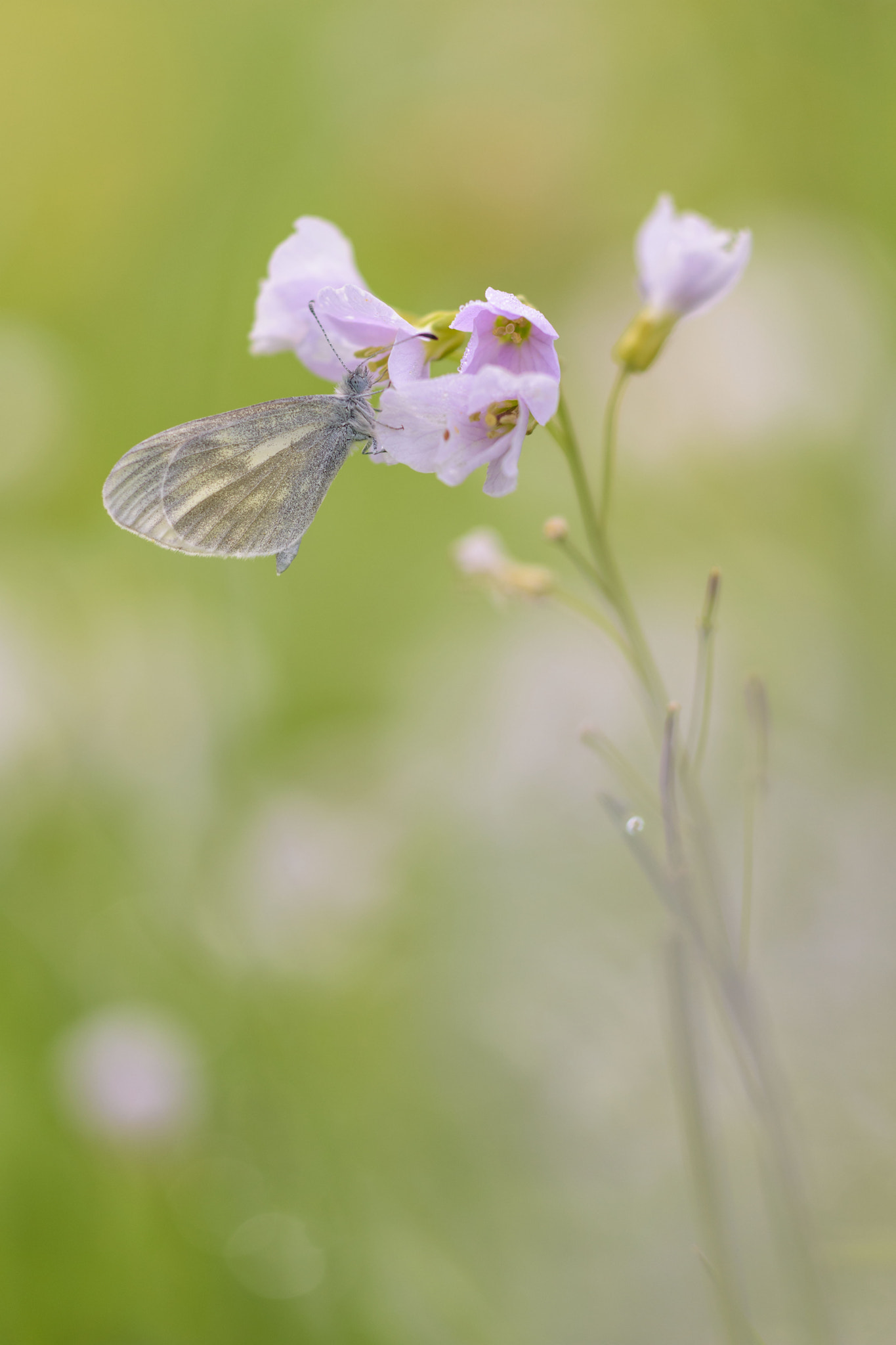 Sigma 150mm F2.8 EX DG Macro HSM sample photo. Soon... photography