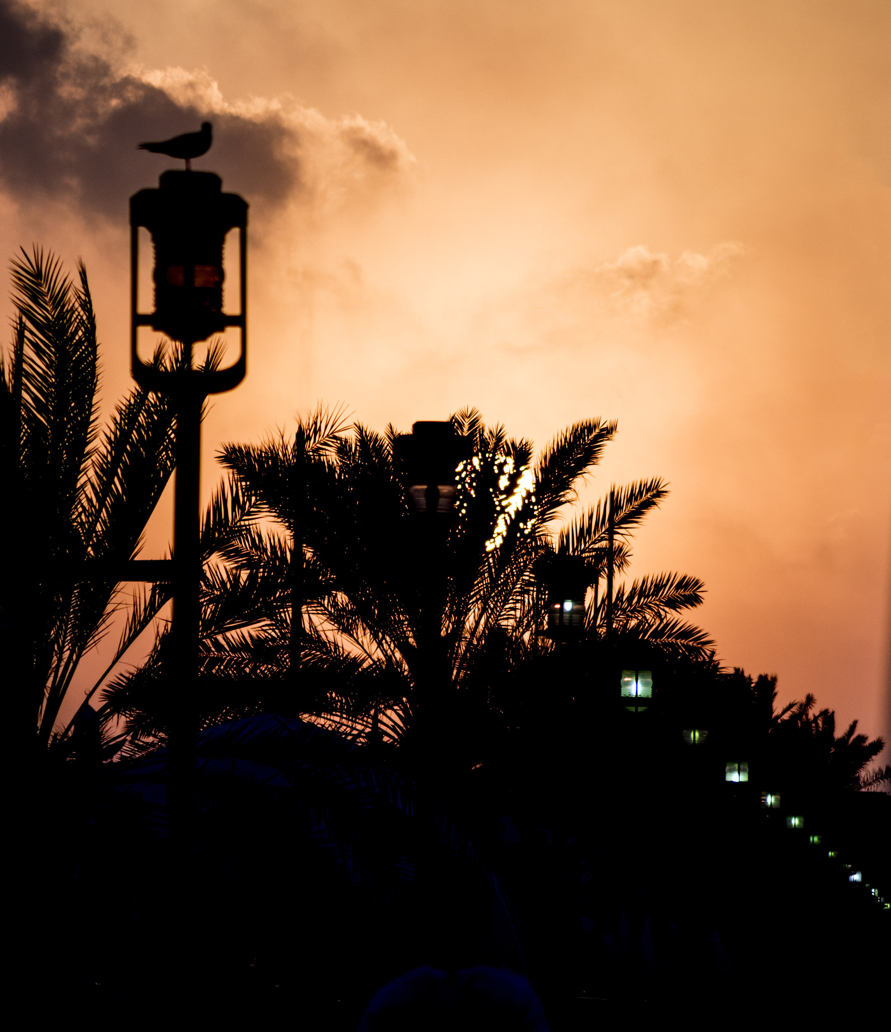 Nikon D810 sample photo. Bird in sunset photography