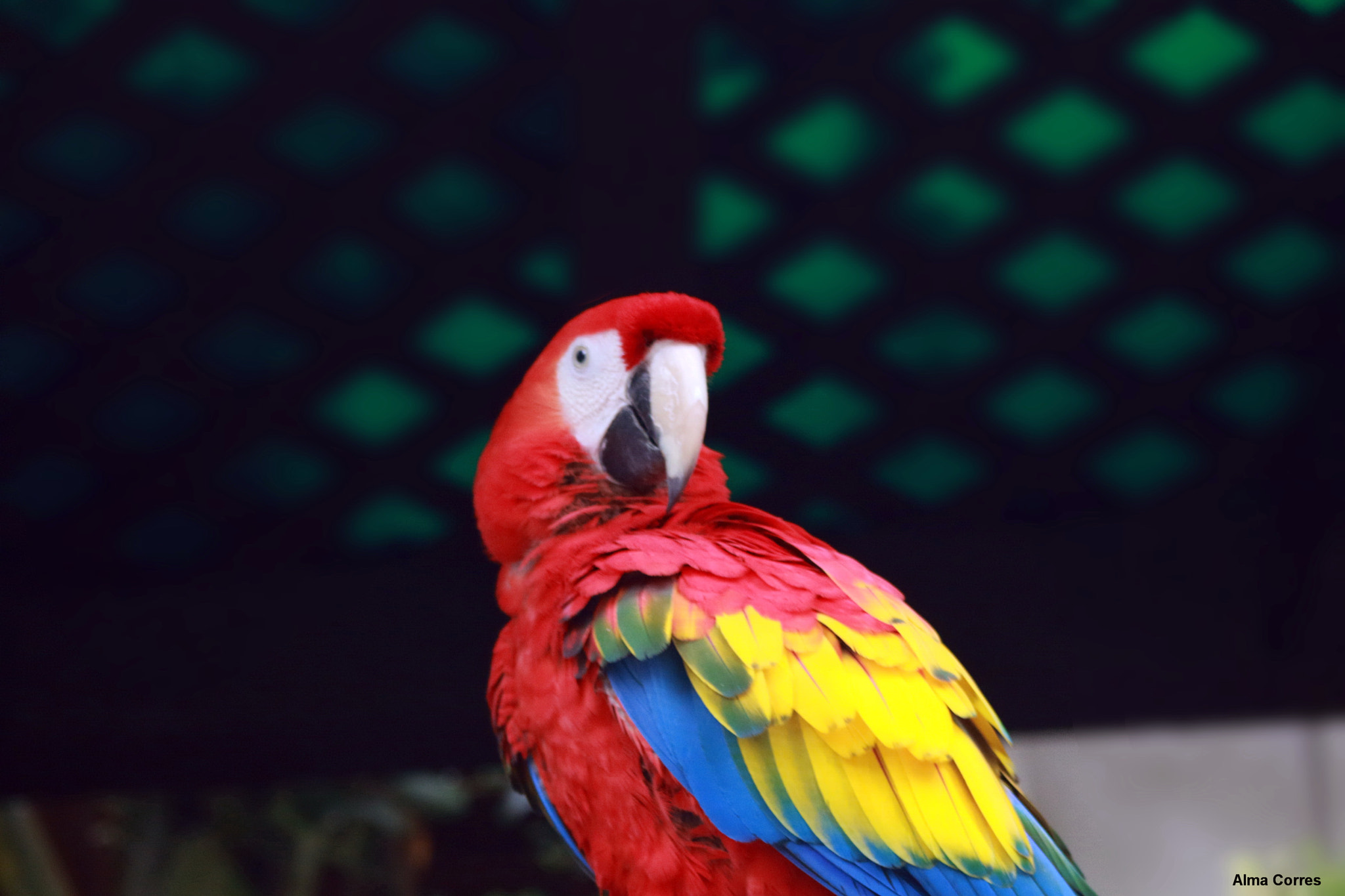 Canon EF 75-300mm f/4-5.6 USM sample photo. Guacamaya o papagayo photography