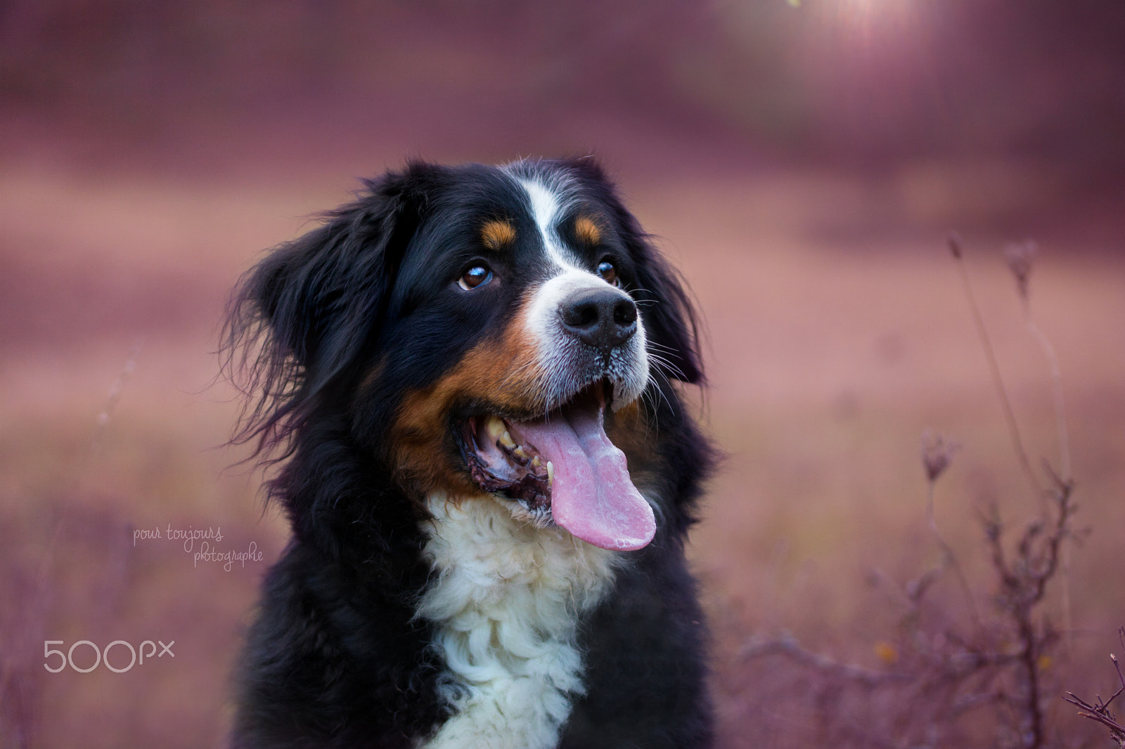 Sigma 105mm F2.8 EX DG OS HSM sample photo. Eyva photography