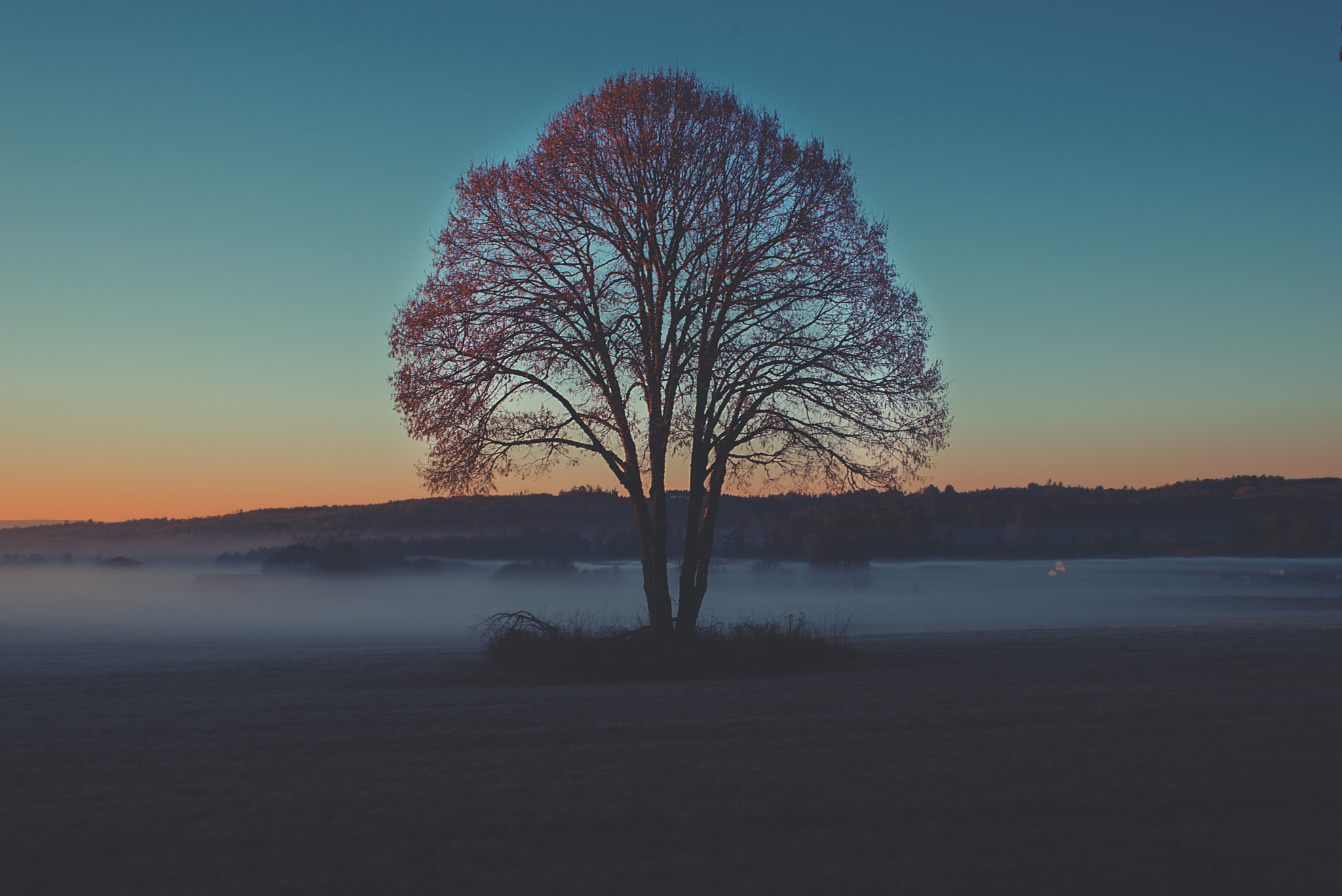 Nikon D610 + Sigma 24-70mm F2.8 EX DG Macro sample photo. Lonely in the fog photography